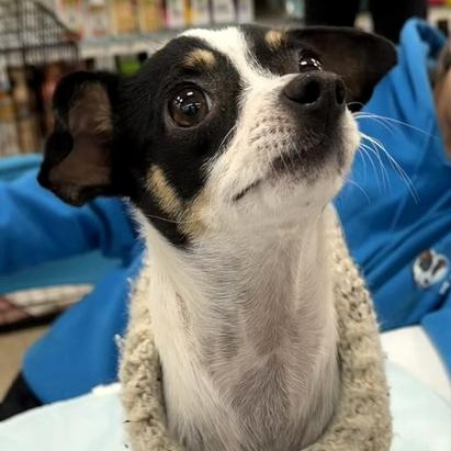 Cookie & Brownie thumbnail 5