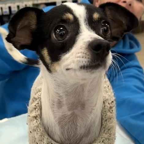 Cookie & Brownie thumbnail 6