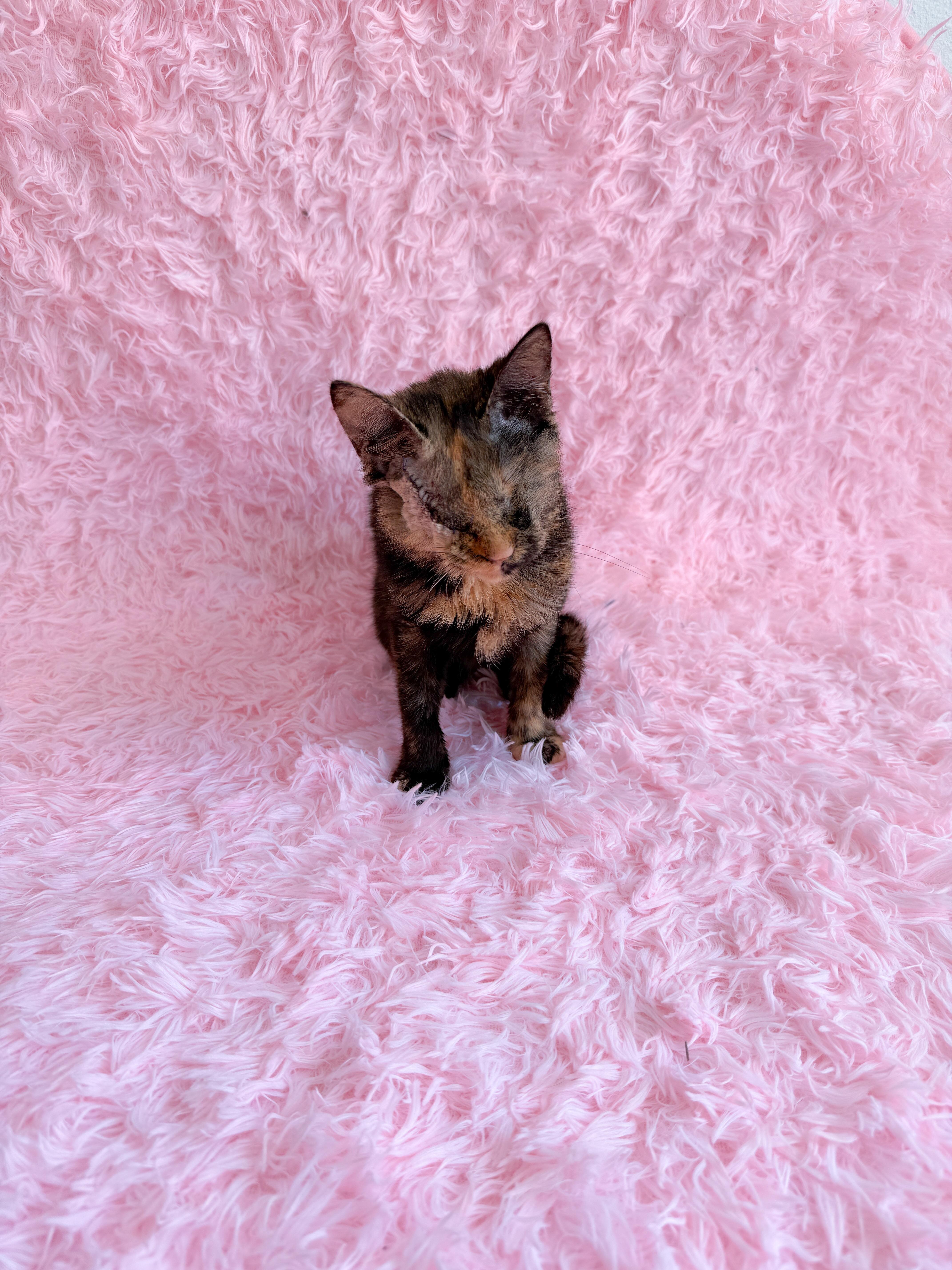 Enlarge Clover, Blind, a Adoptable Domestic Short Hair in New Orleans, LA image 1/1