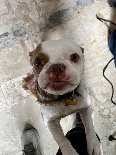 Enlarge Clyde & Rocky, a ADOPTABLE Boston Terrier in Carlsbad, CA image 3/5