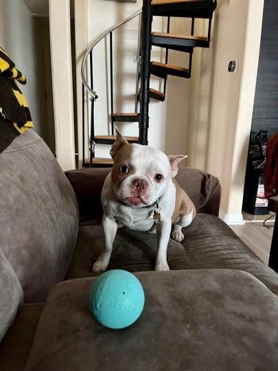 Clyde & Rocky, ADOPTABLE, Adult Male Boston Terrier.