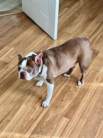 Enlarge Clyde & Rocky, a ADOPTABLE Boston Terrier in Carlsbad, CA image 4/5