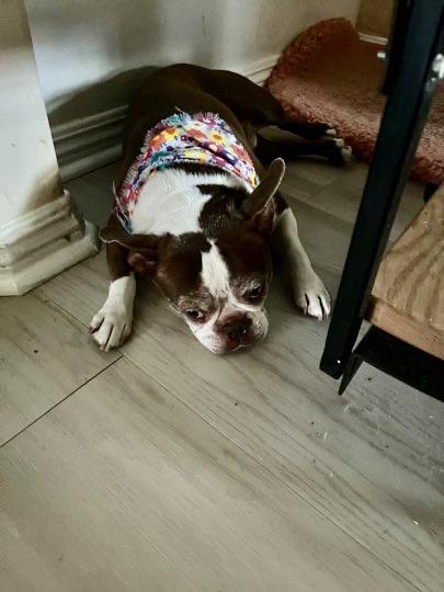 Enlarge Clyde & Rocky, a ADOPTABLE Boston Terrier in Carlsbad, CA image 5/5