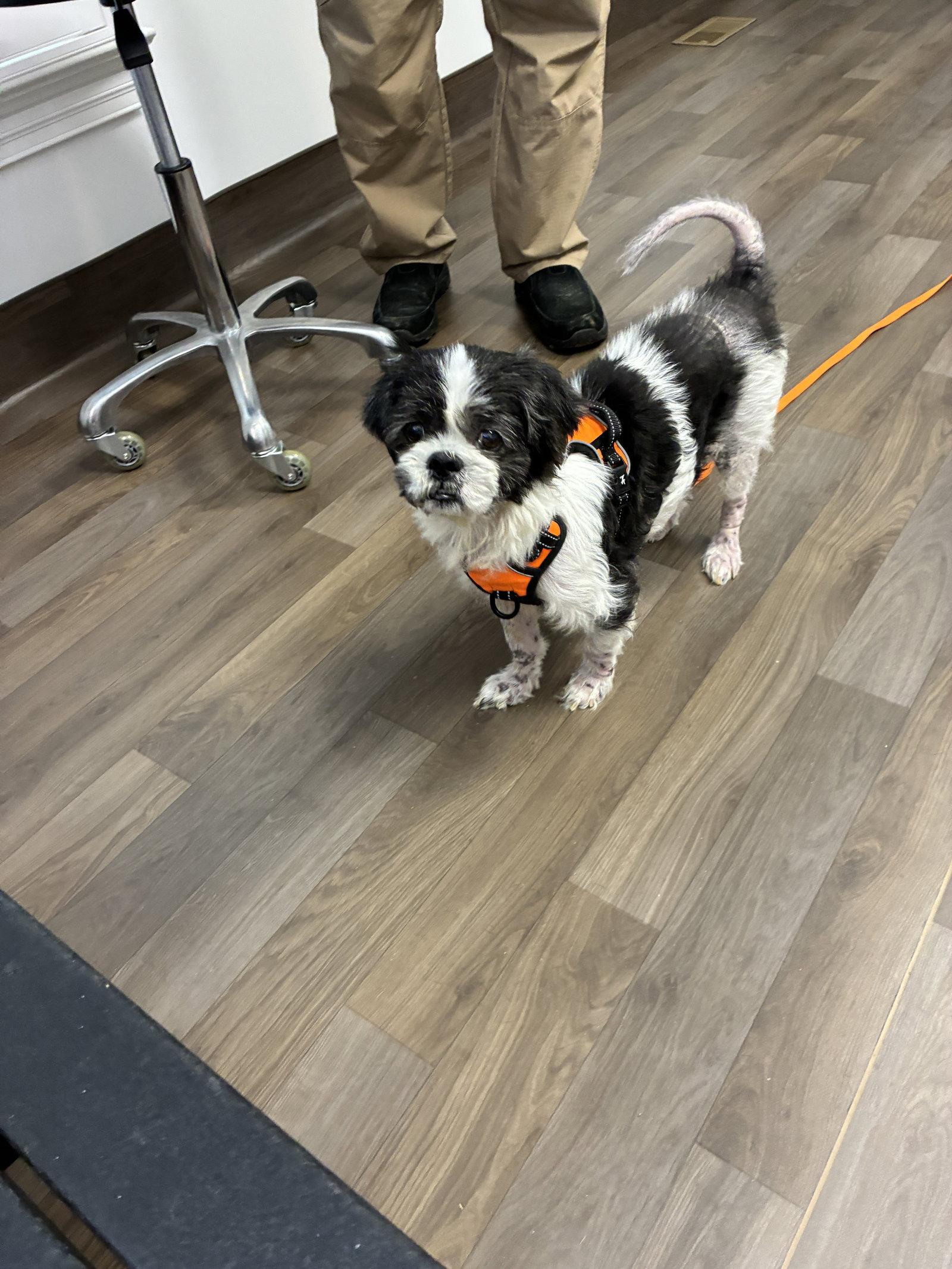 LiLi, Adoptable, Senior Female Shih Tzu & Lhasa Apso.