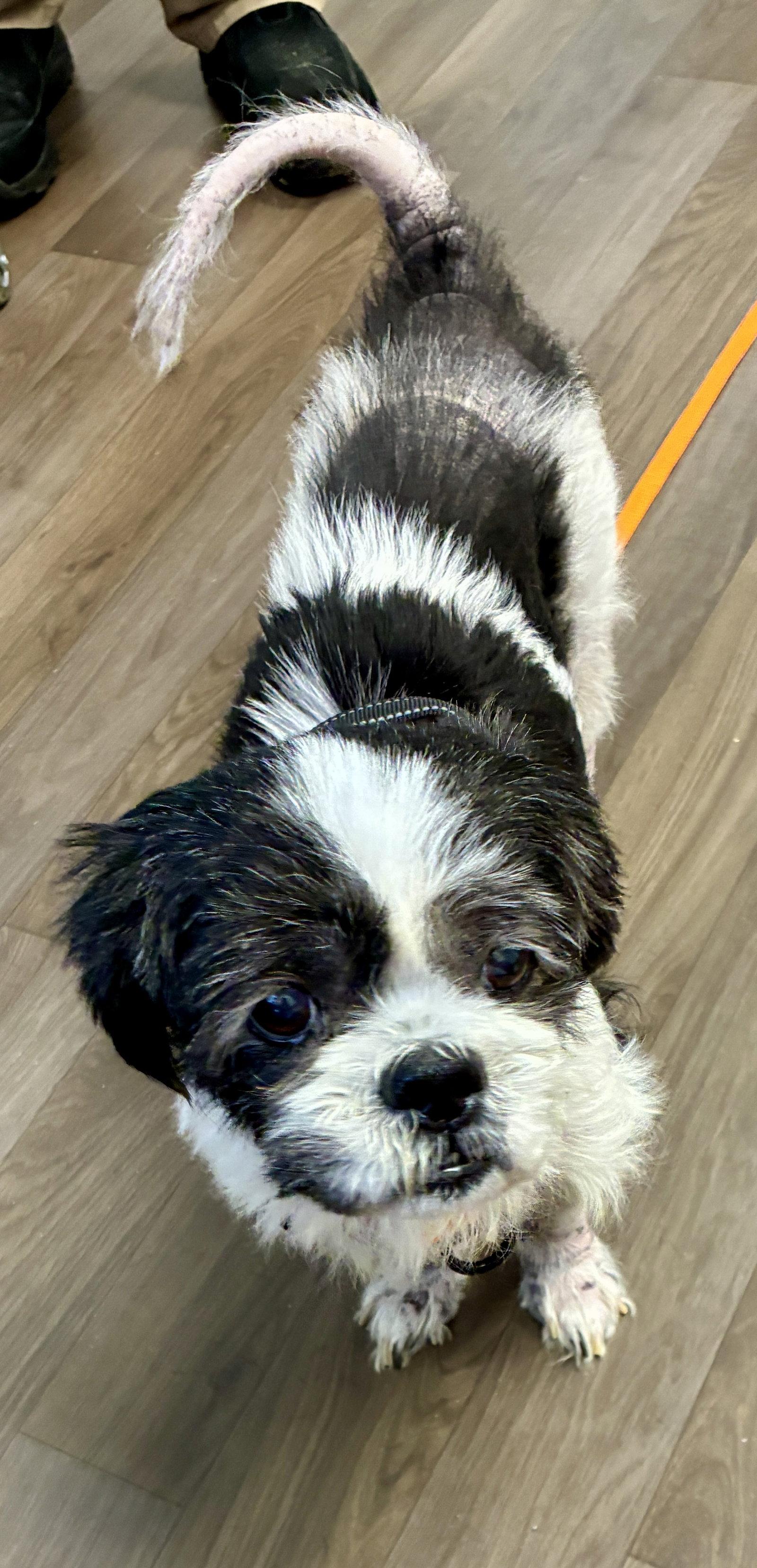 LiLi, Adoptable, Senior Female Shih Tzu & Lhasa Apso.