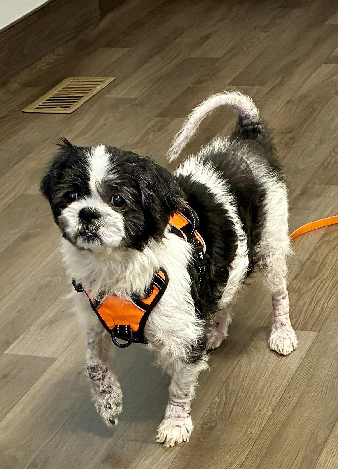 Enlarge LiLi, a Adoptable mixed breed in Middlesex, NC image 3/3