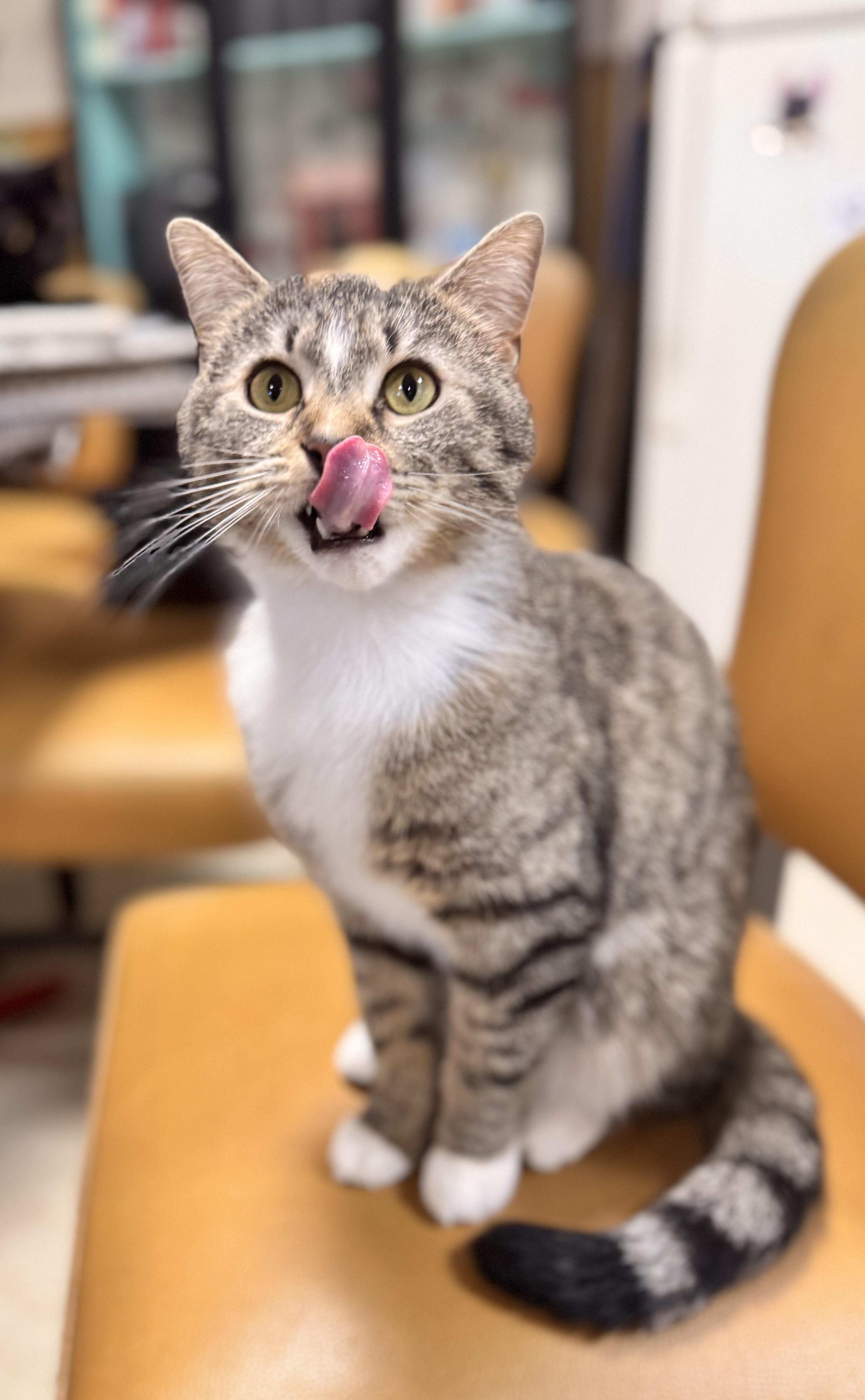 Enlarge Tugboat, a ADOPTABLE Domestic Short Hair in Erie, PA image 1/1