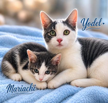 Mariachi, adopted, Kitten Male Domestic Short Hair.