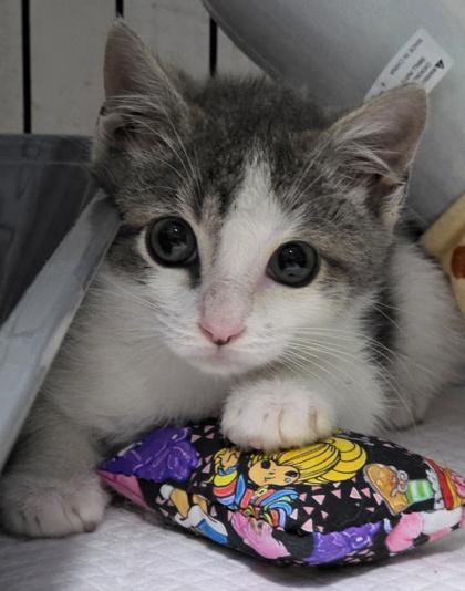 Mariachi, an adopted mixed breed in New York, NY image 5/5