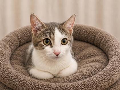 Mariachi, an adopted mixed breed in New York, NY image 3/5