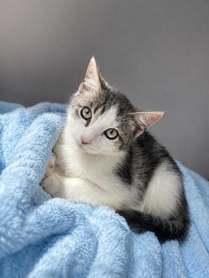 Mariachi, an adopted mixed breed in New York, NY image 4/5
