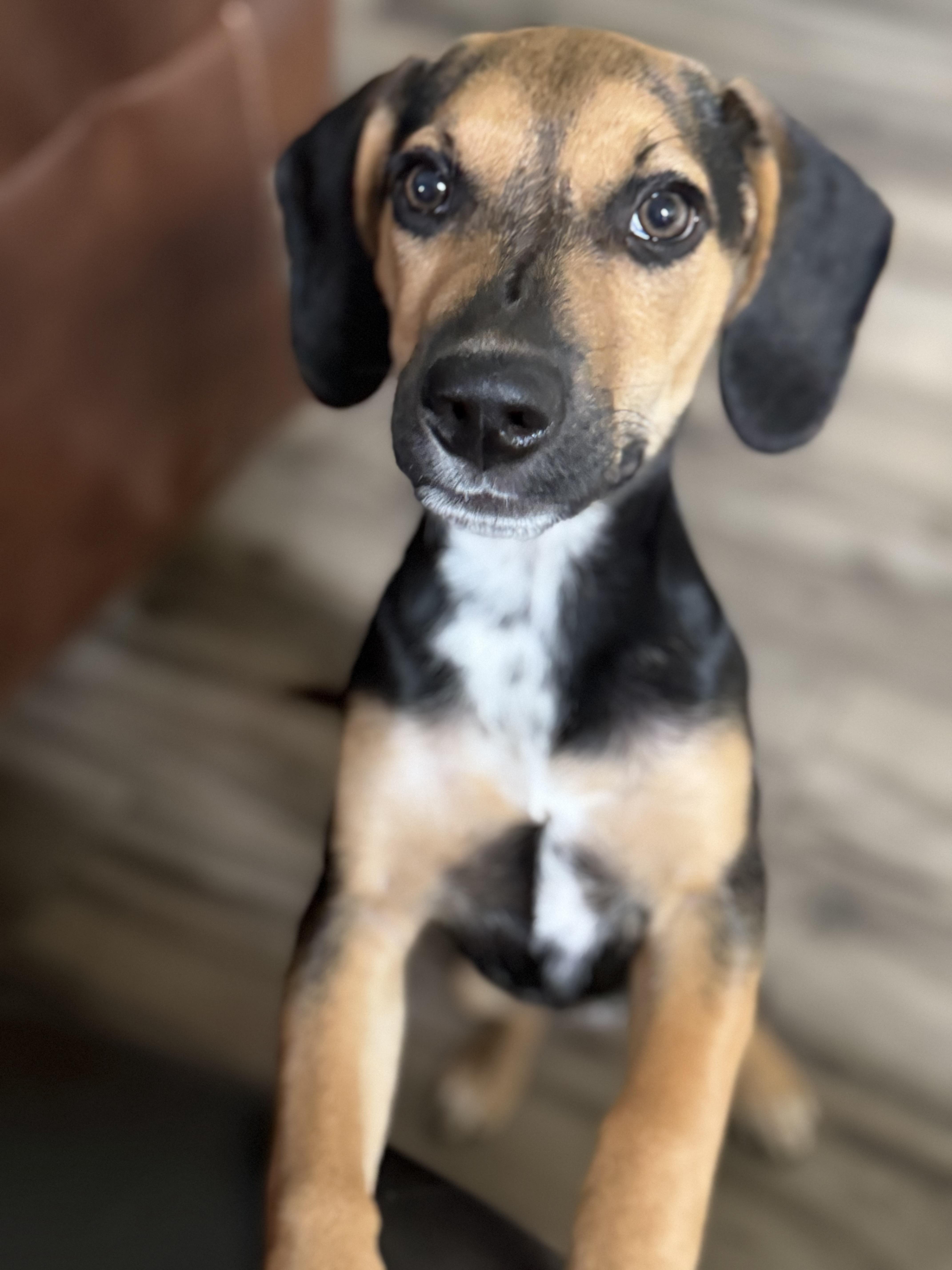 Cheesecake, adopted, Puppy Female Beagle.