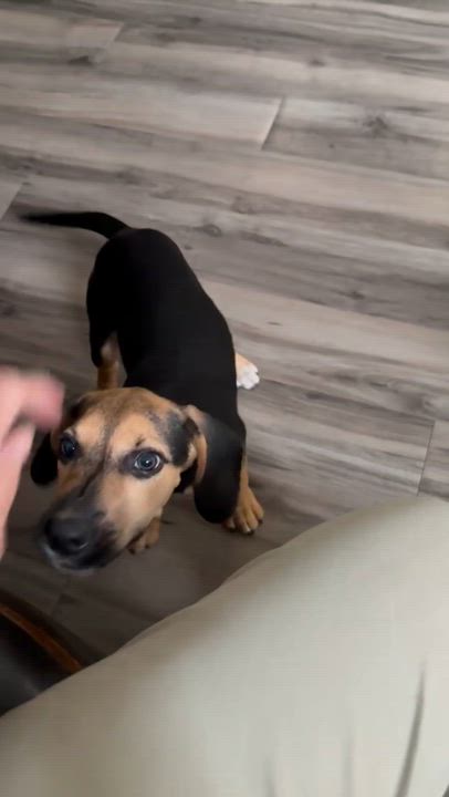Enlarge Cheesecake, an adopted mixed breed in Warsaw, IN video 3/6