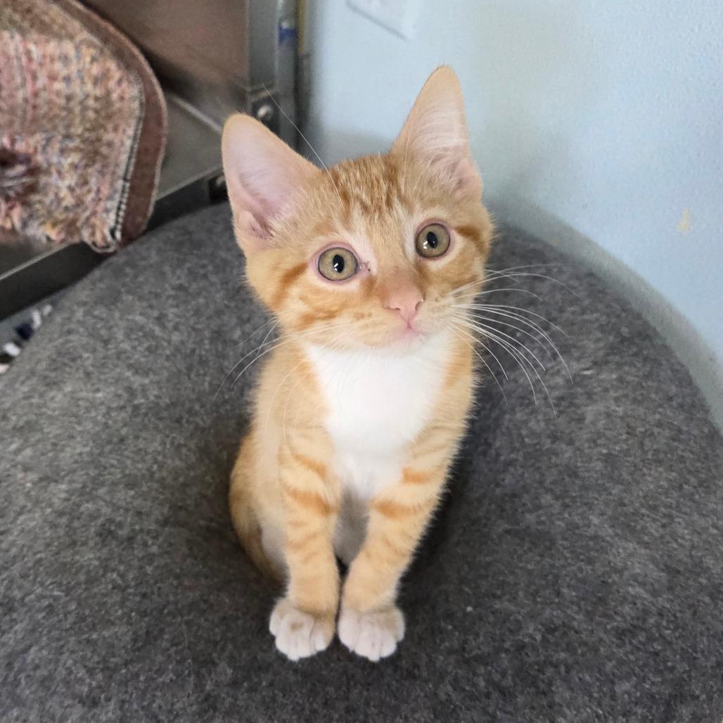 Condor, a Adoptable Domestic Short Hair in Pontiac, IL image 1/4