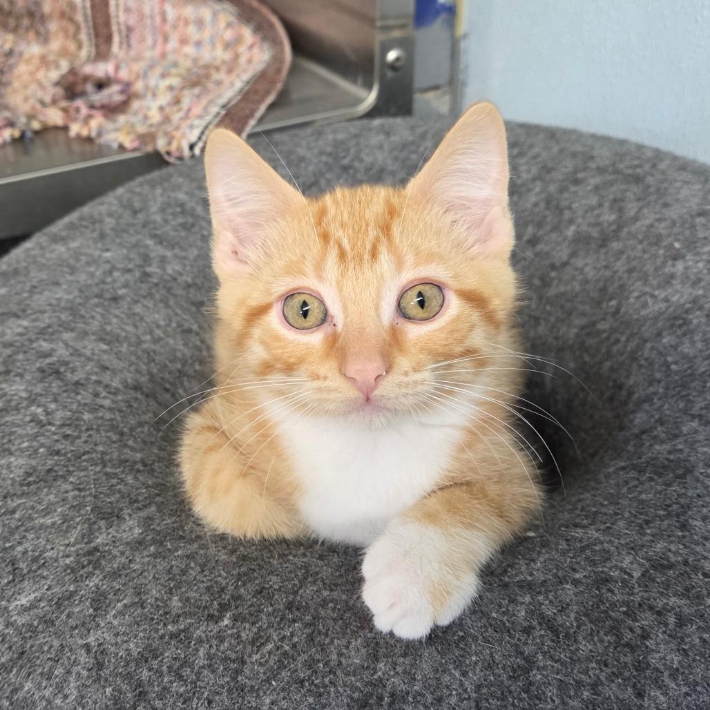 Condor, a Adoptable Domestic Short Hair in Pontiac, IL image 2/4
