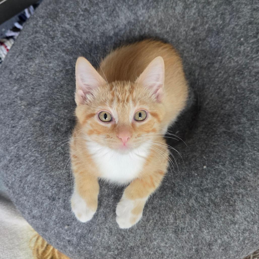Condor, a Adoptable Domestic Short Hair in Pontiac, IL image 3/4