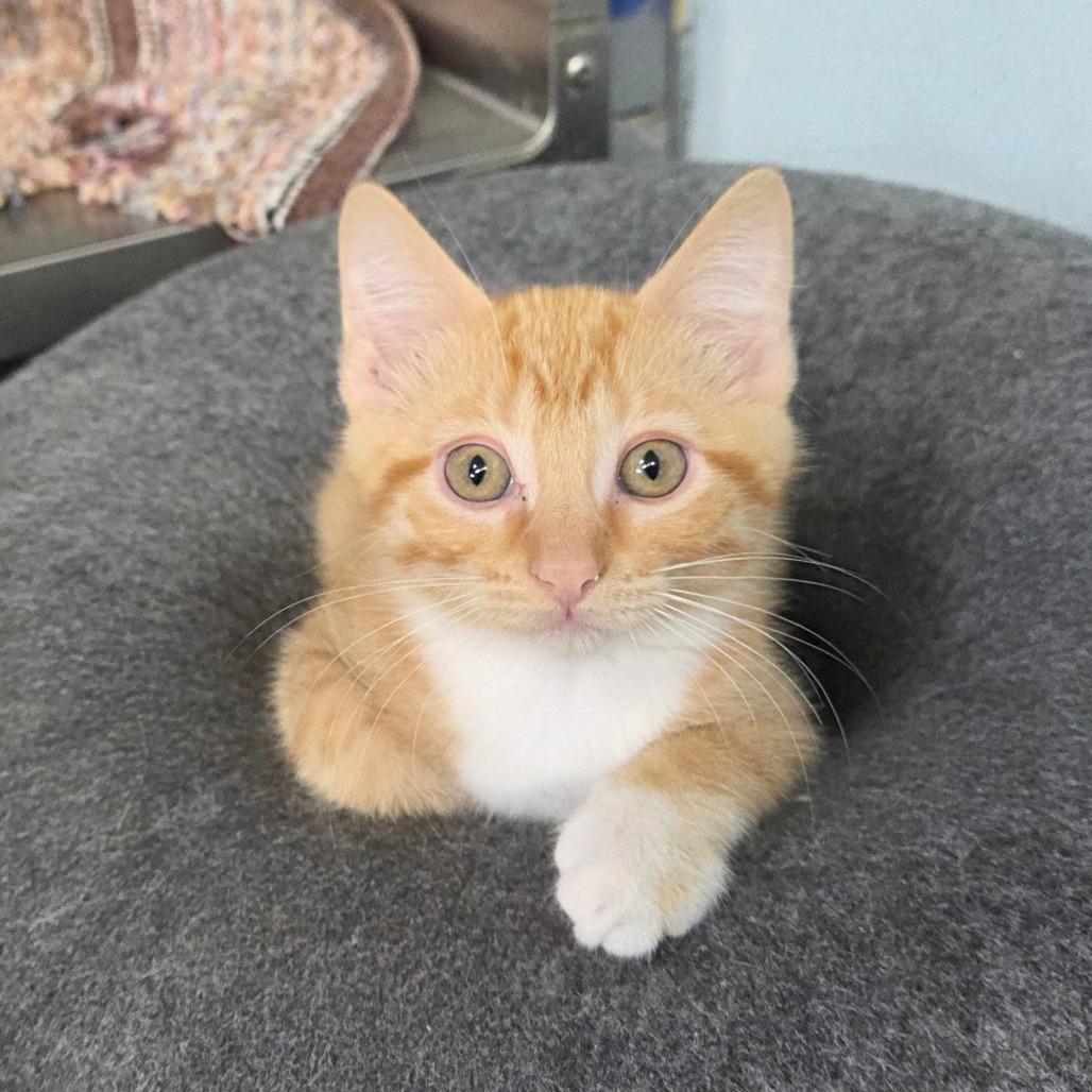 Condor, a Adoptable Domestic Short Hair in Pontiac, IL image 4/4