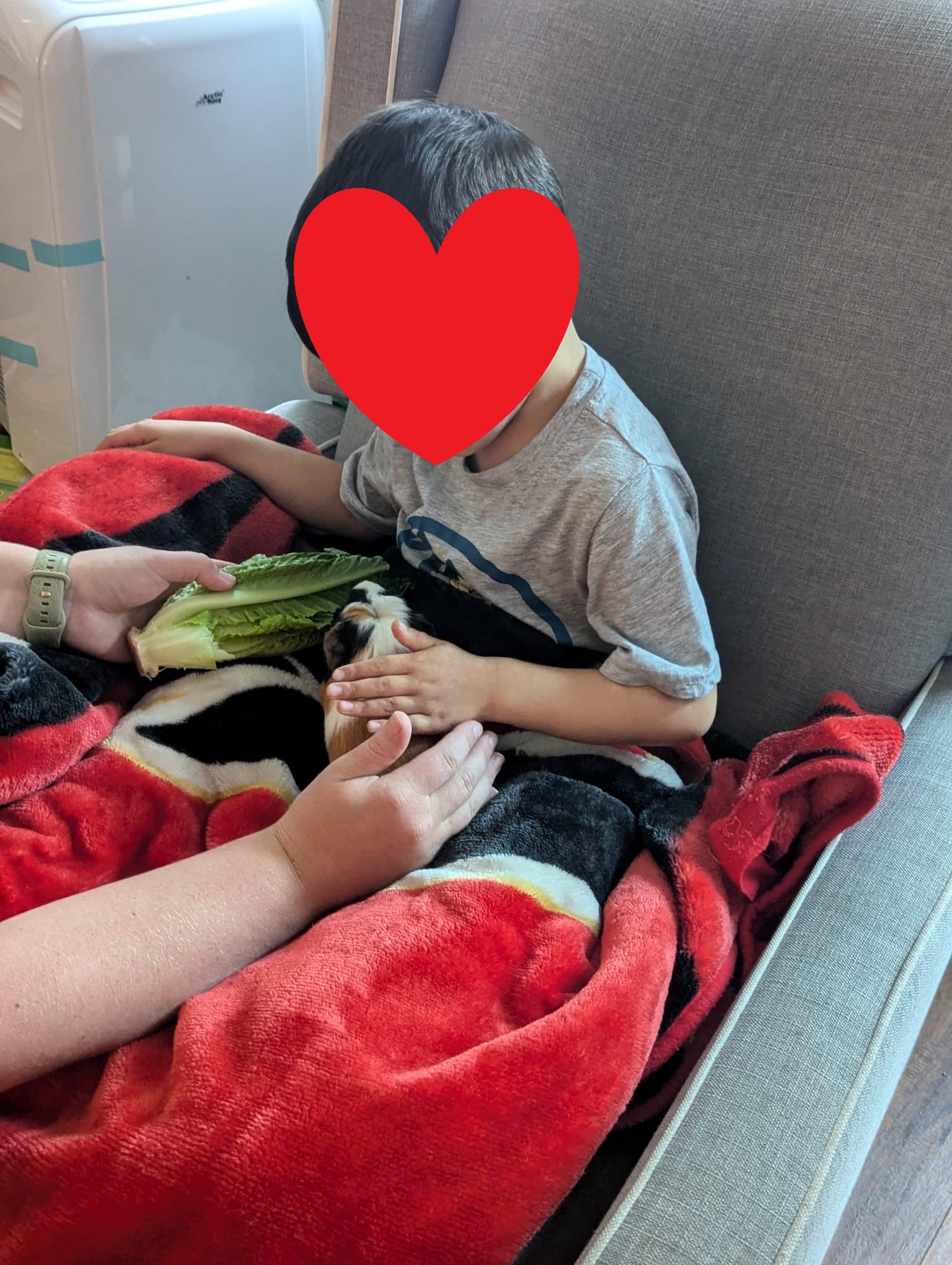 Flower (in foster), a Adoptable Guinea Pig in New Westminster, BC image 5/6