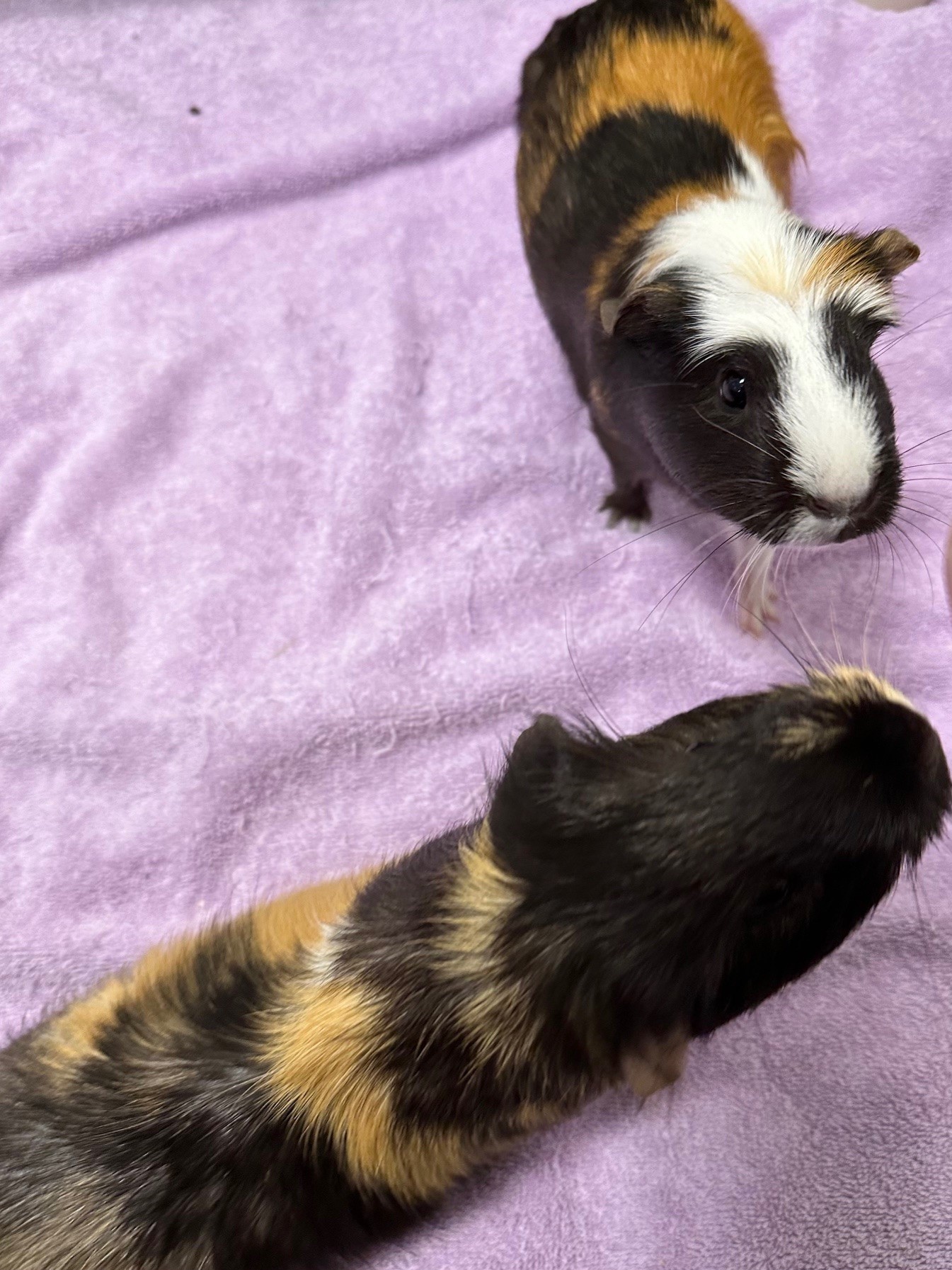Flower (in foster), a Adoptable Guinea Pig in New Westminster, BC image 4/6