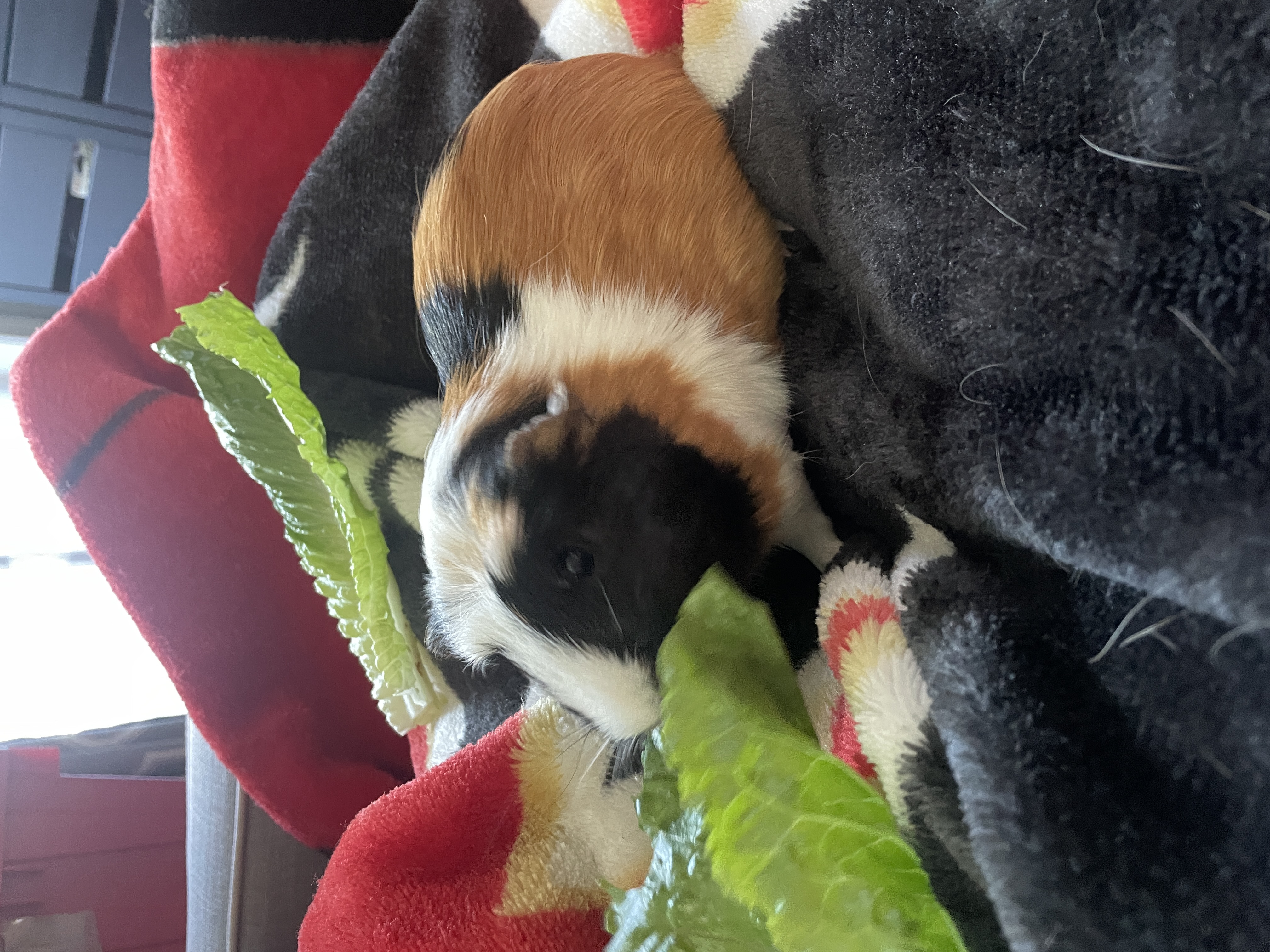 Flower (in foster)