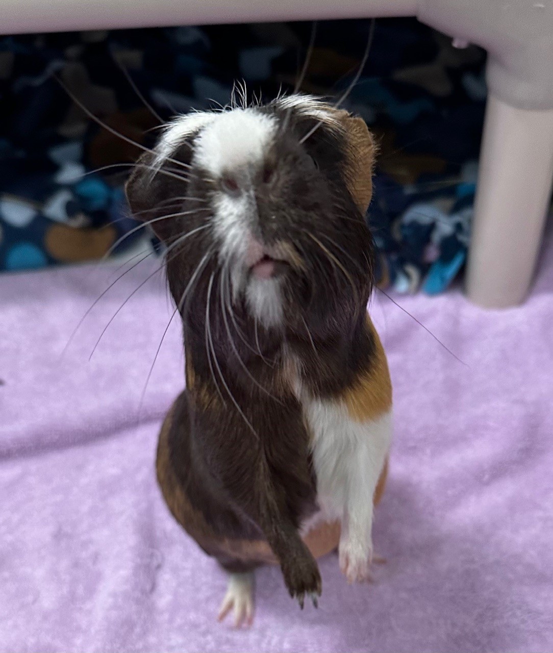 Flower (in foster), a Adoptable Guinea Pig in New Westminster, BC image 3/6