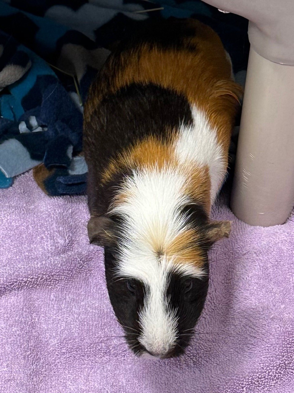 Flower (in foster), a Adoptable Guinea Pig in New Westminster, BC image 2/6