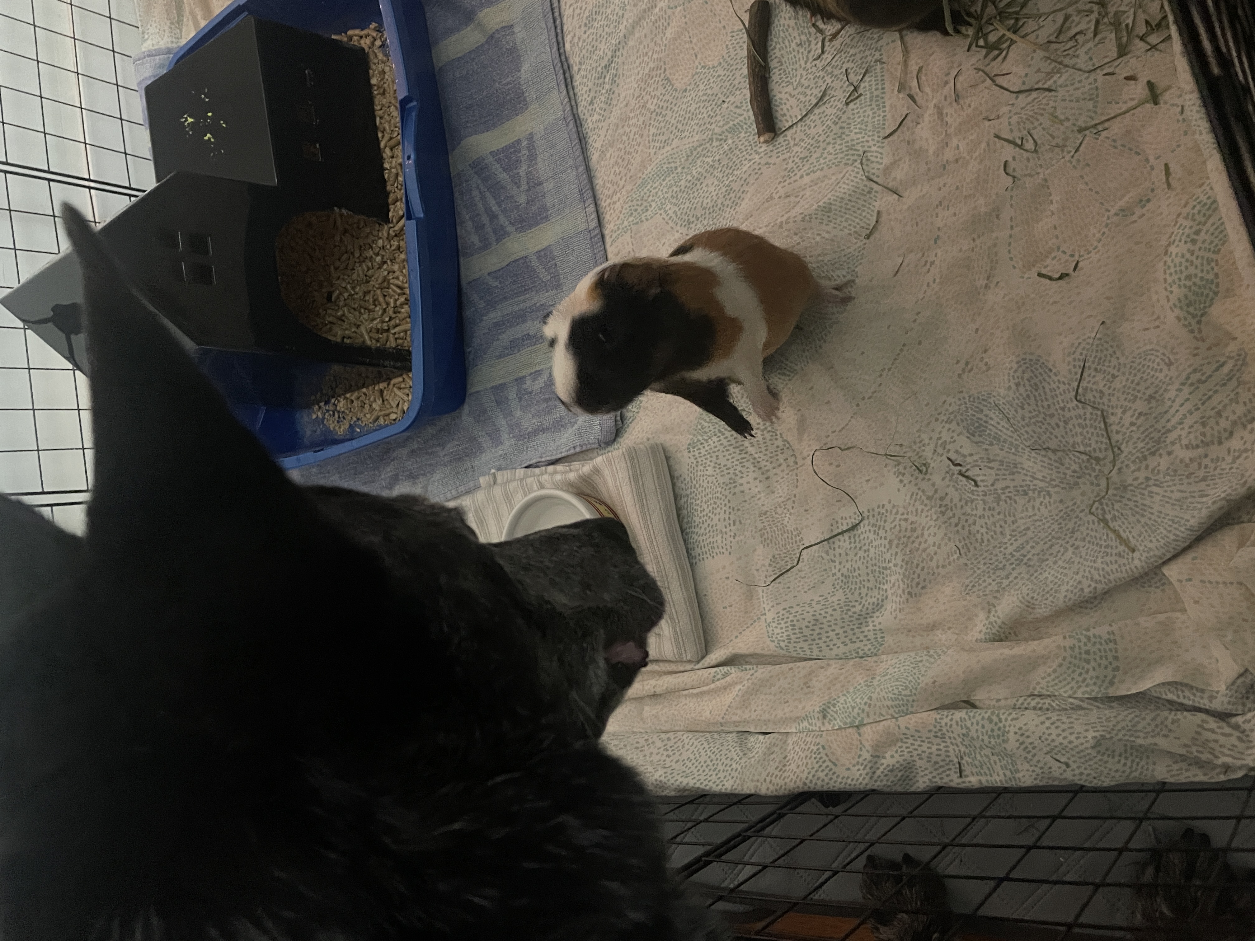 Flower (in foster), a Adoptable Guinea Pig in New Westminster, BC image 6/6