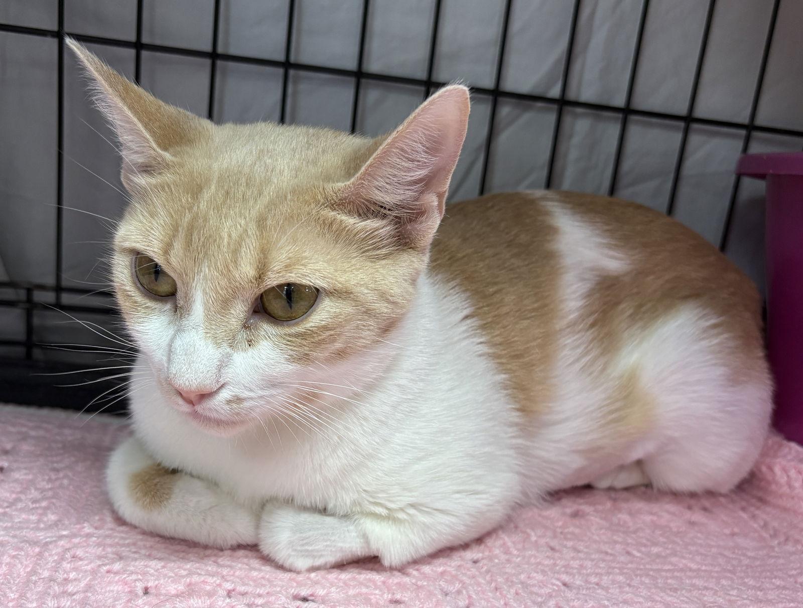 Enlarge Mama, a Adoptable Domestic Short Hair in Furlong, PA image 2/3