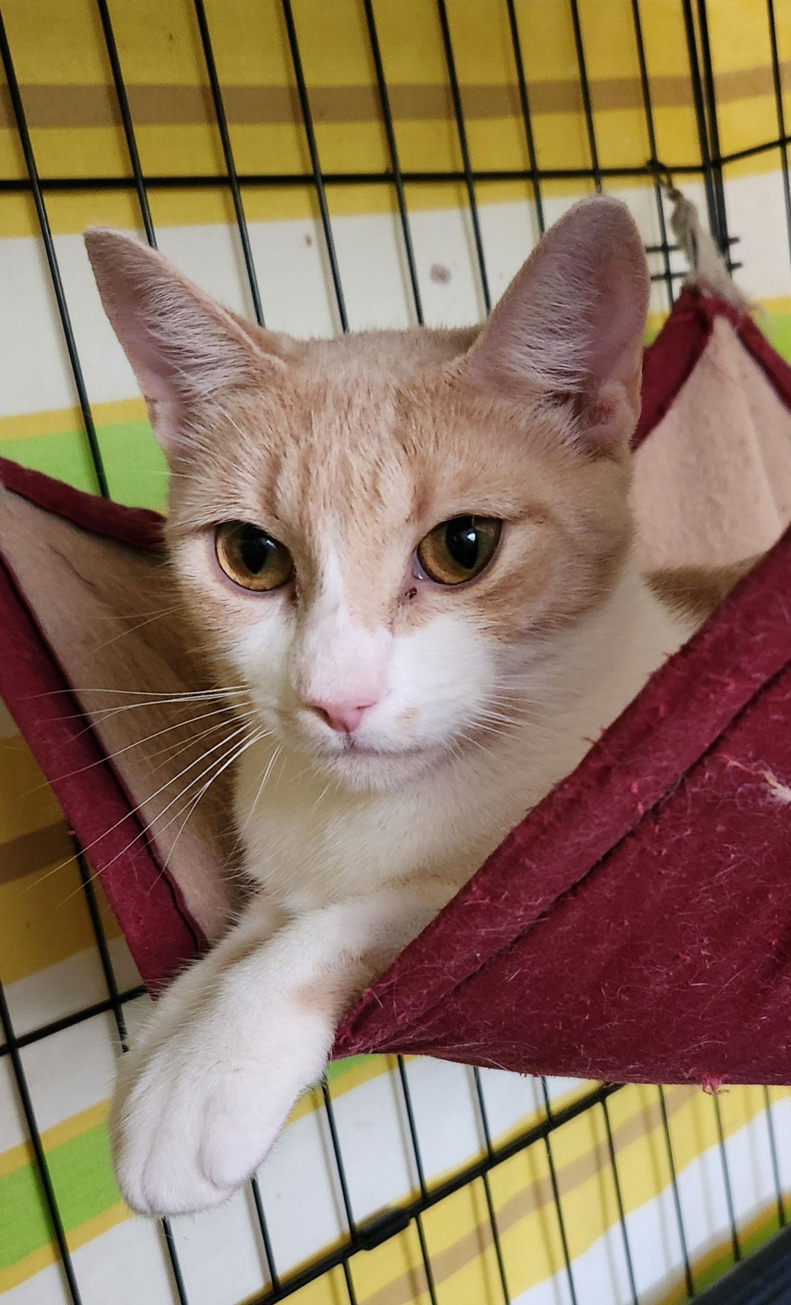 Enlarge Mama, a Adoptable Domestic Short Hair in Furlong, PA image 3/3