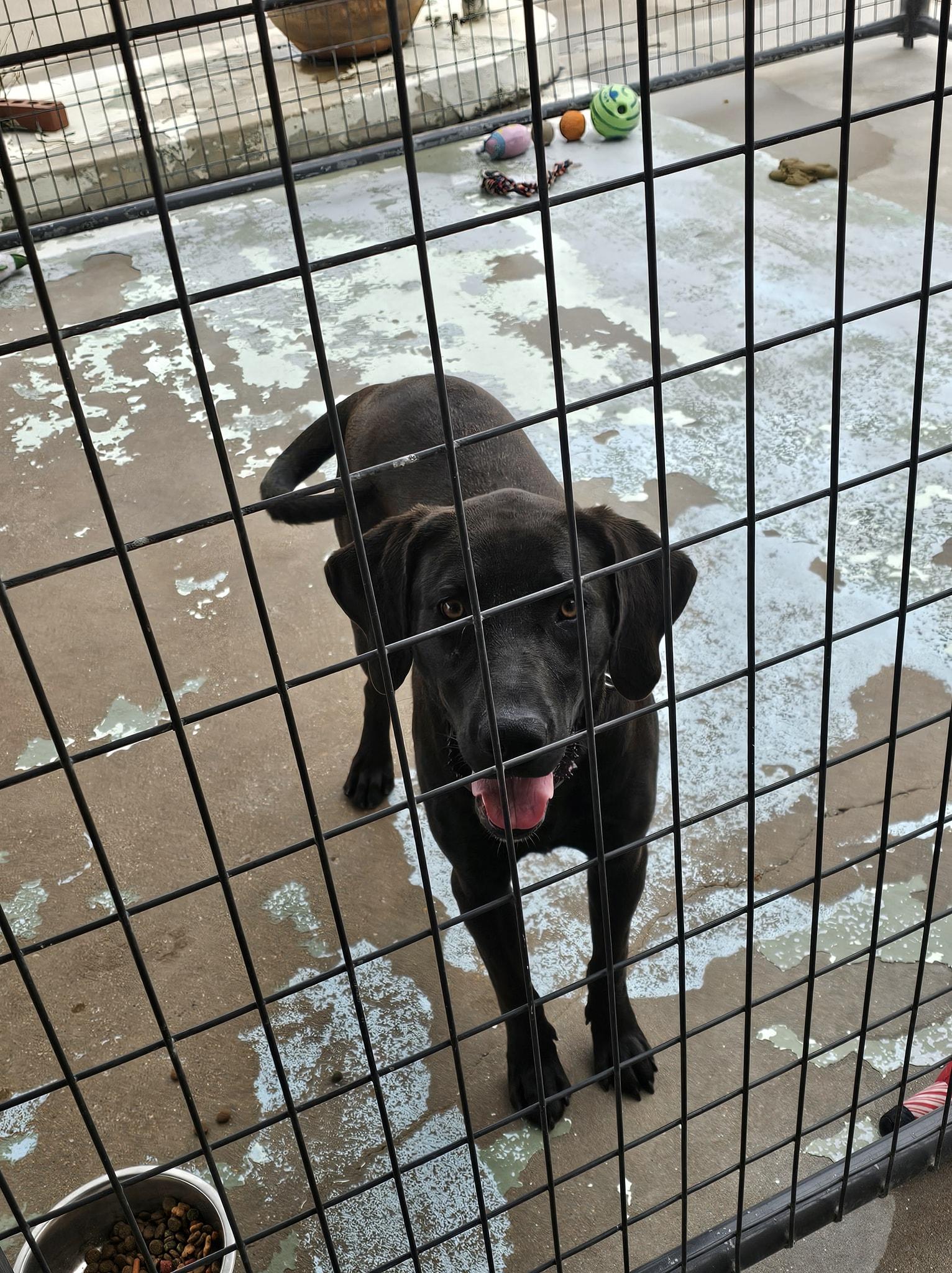 Enlarge Milo, a Adoptable mixed breed in Hearne, TX image 1/2