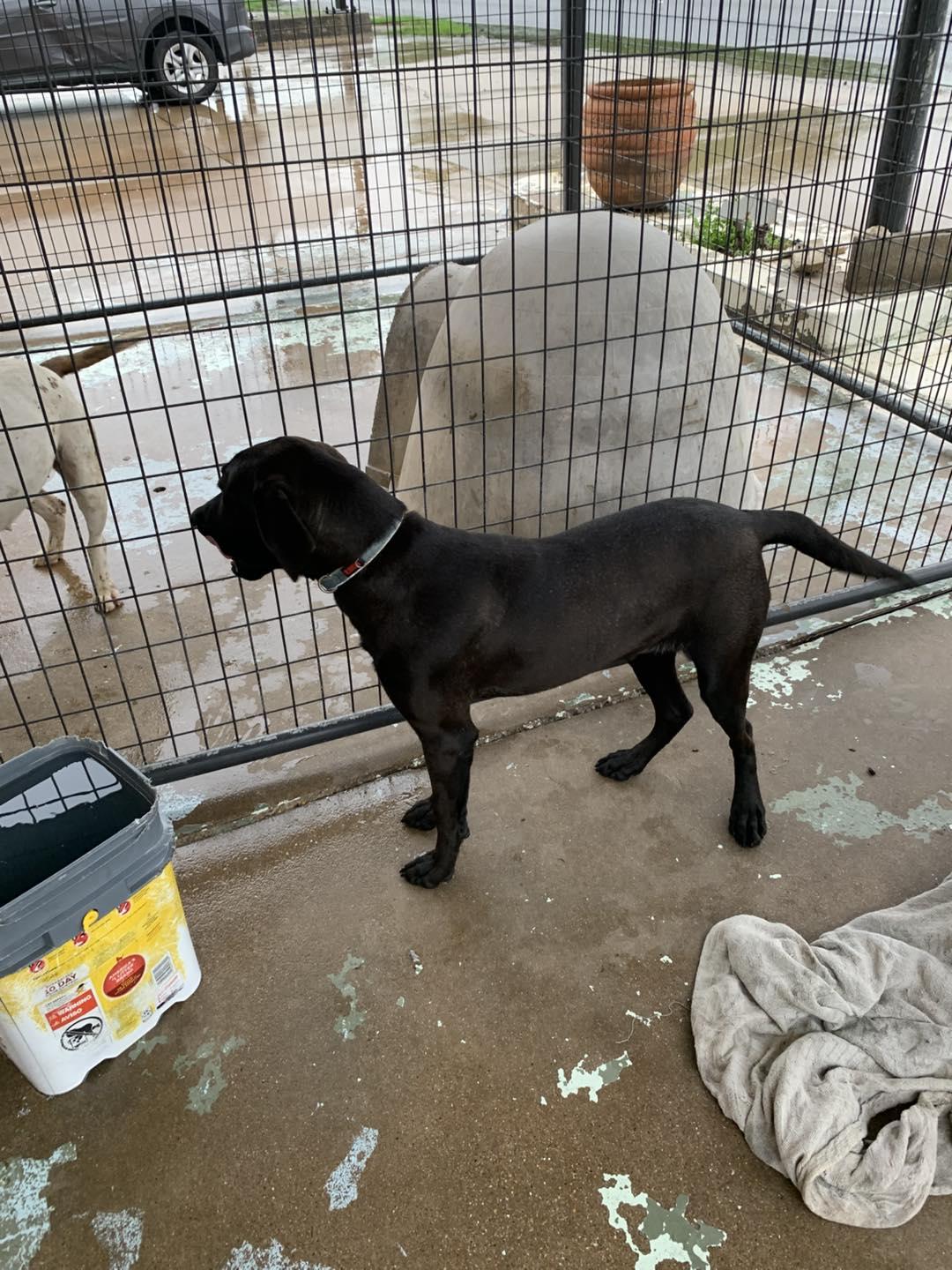 Enlarge Milo, a Adoptable mixed breed in Hearne, TX image 2/2