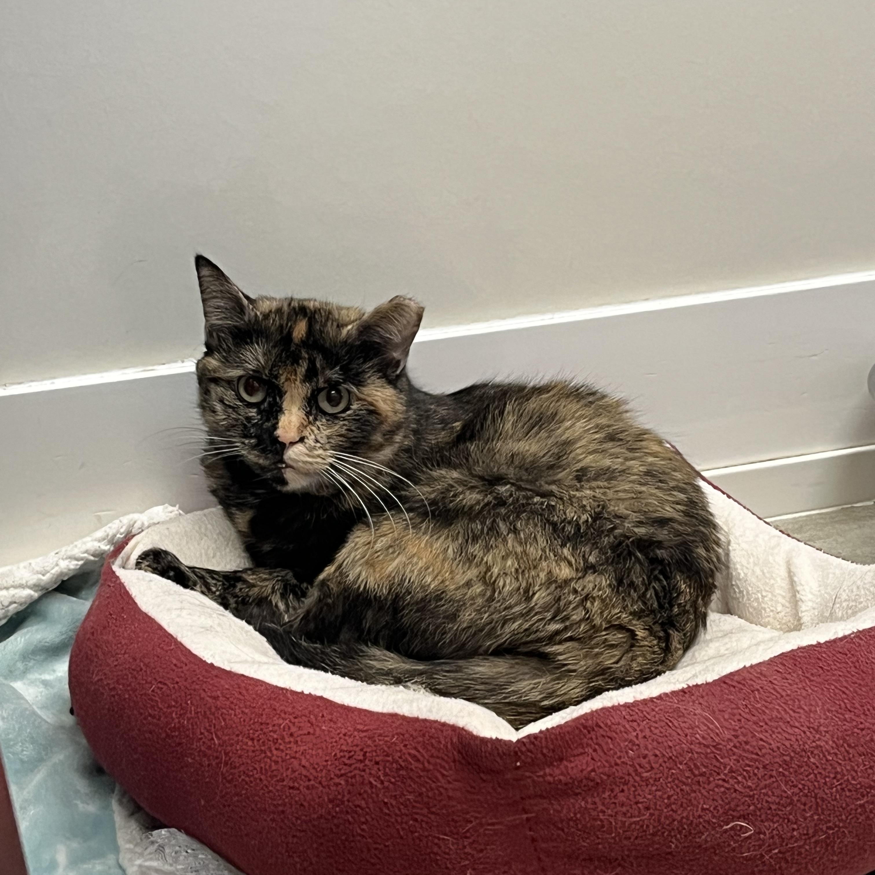 Hester, Adoptable, Adult Female Tortoiseshell.