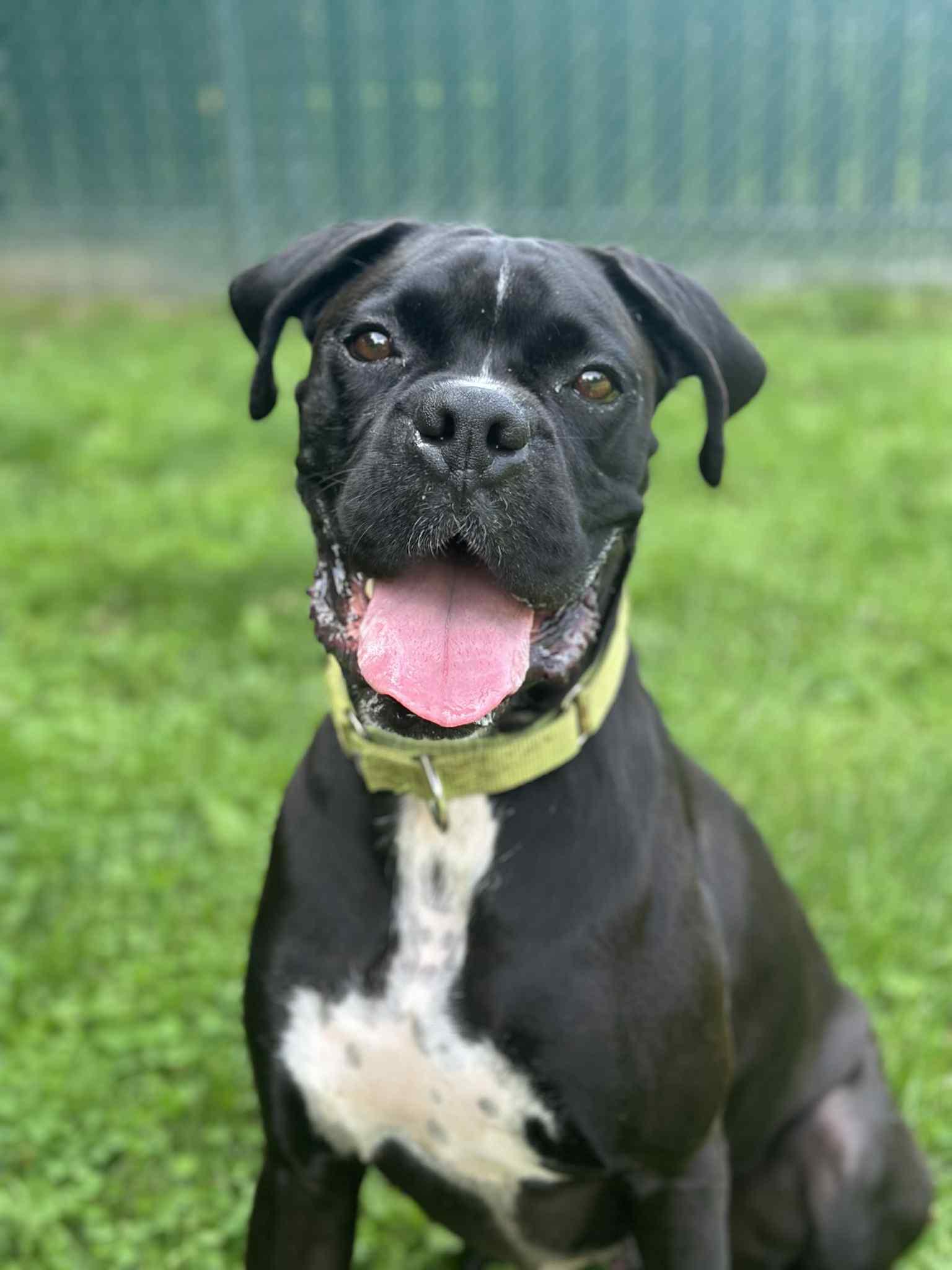 Goofy, a Adoptable Boxer image 1/6