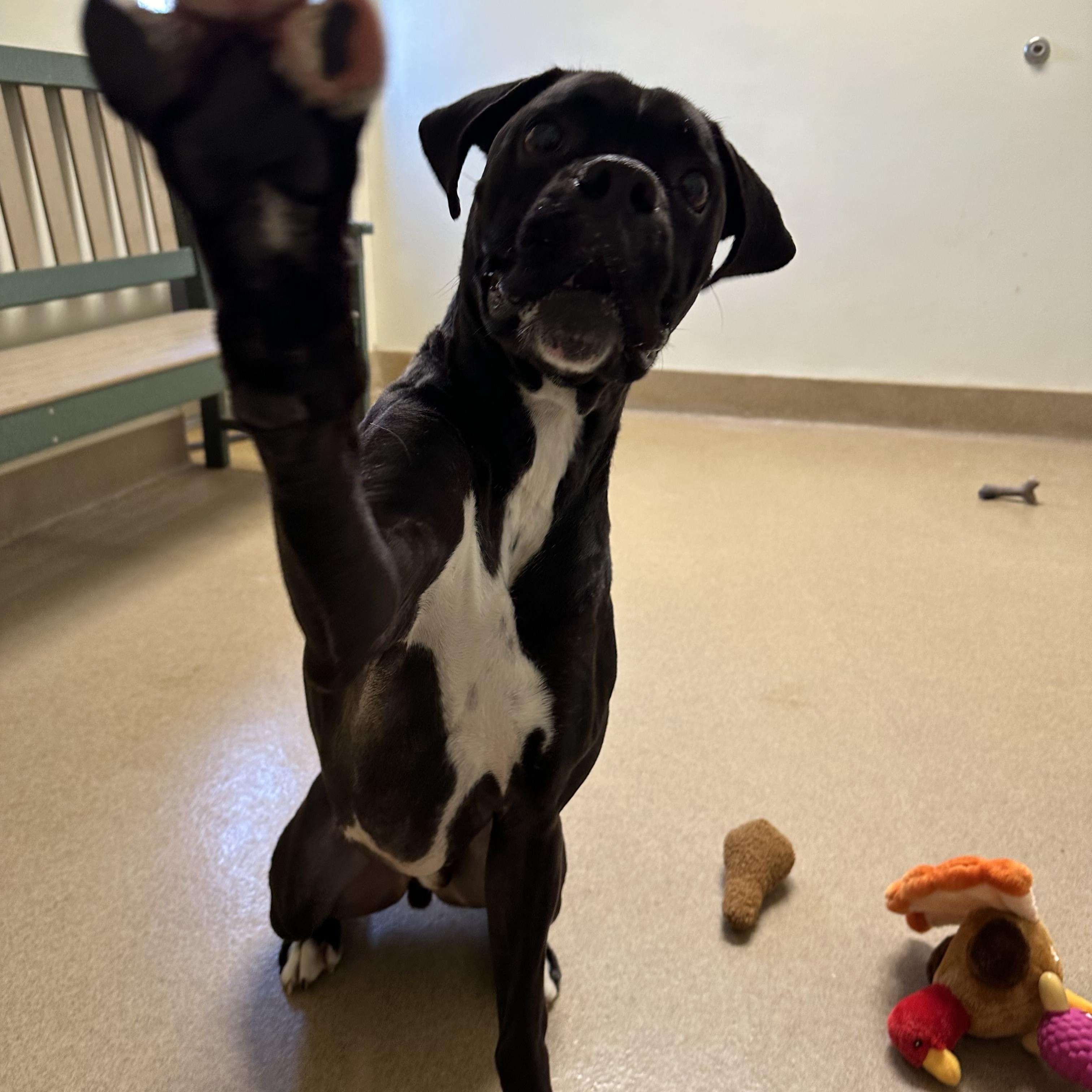 Goofy, a Adoptable Boxer image 4/6