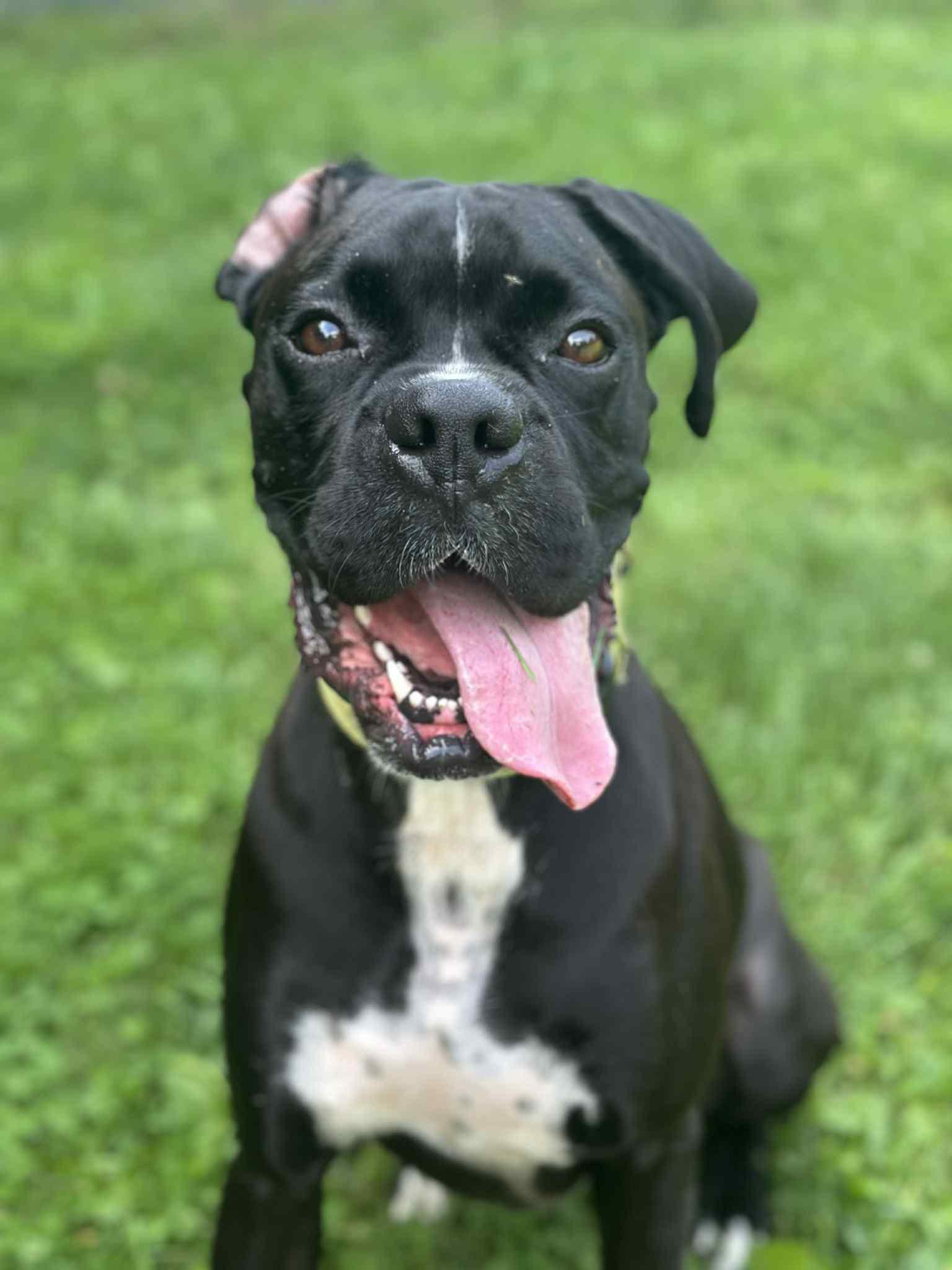 Goofy, a Adoptable Boxer image 2/6