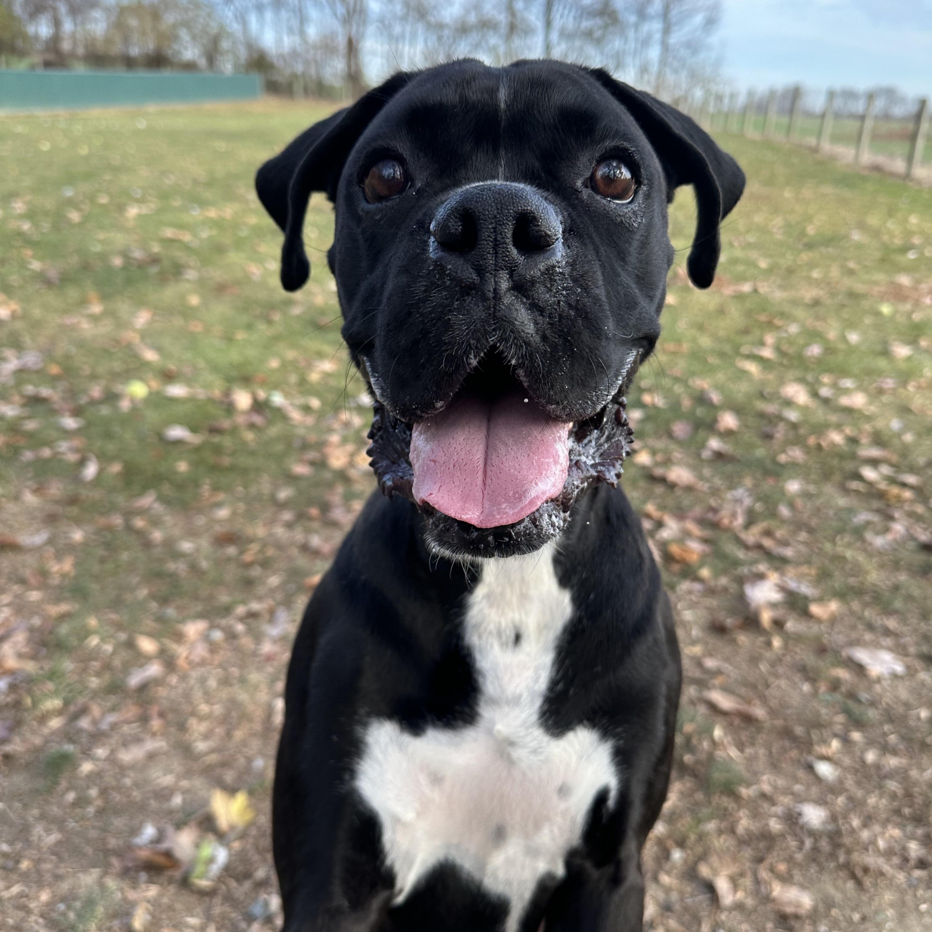 Goofy, a Adoptable Boxer image 6/6