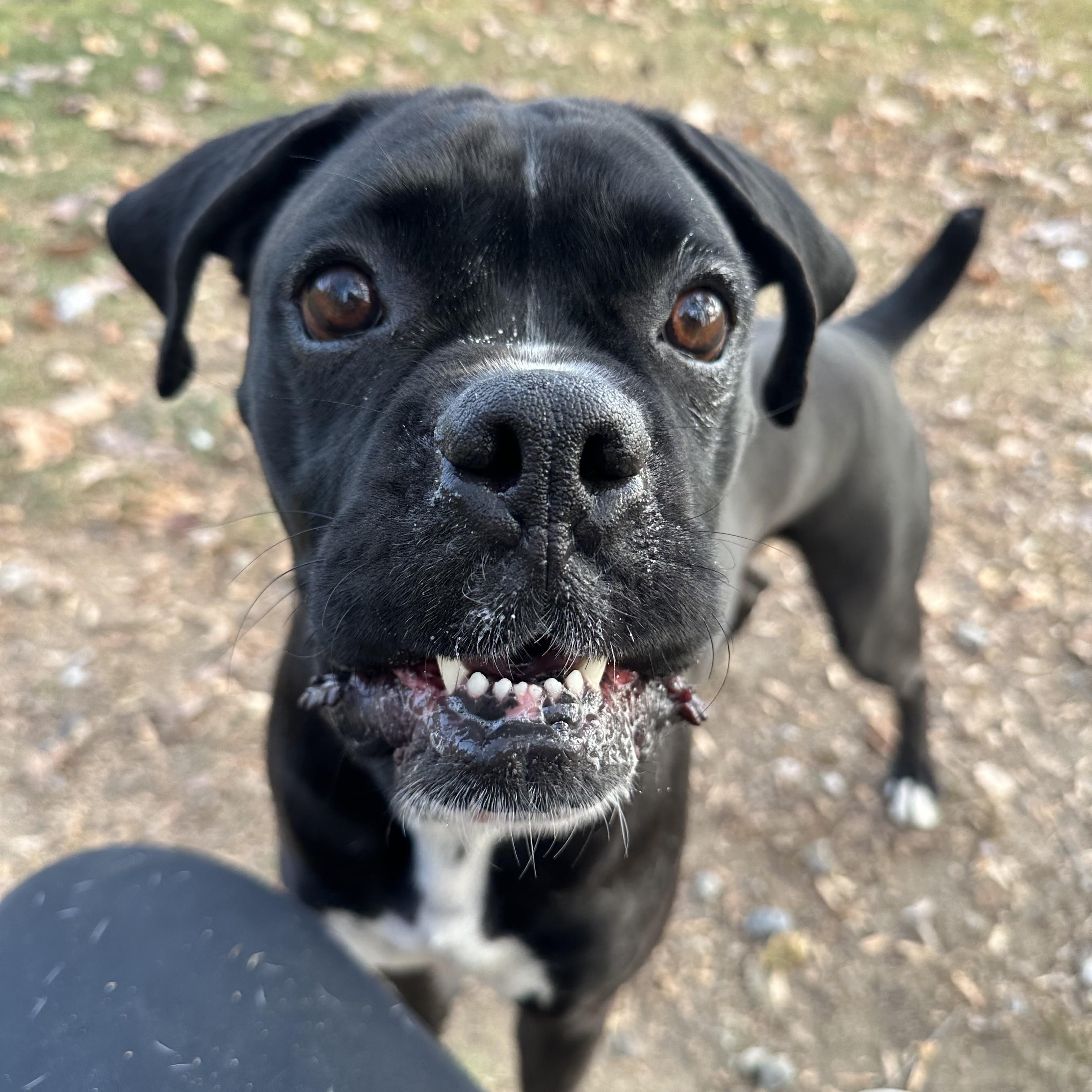 Goofy, a Adoptable Boxer image 5/6