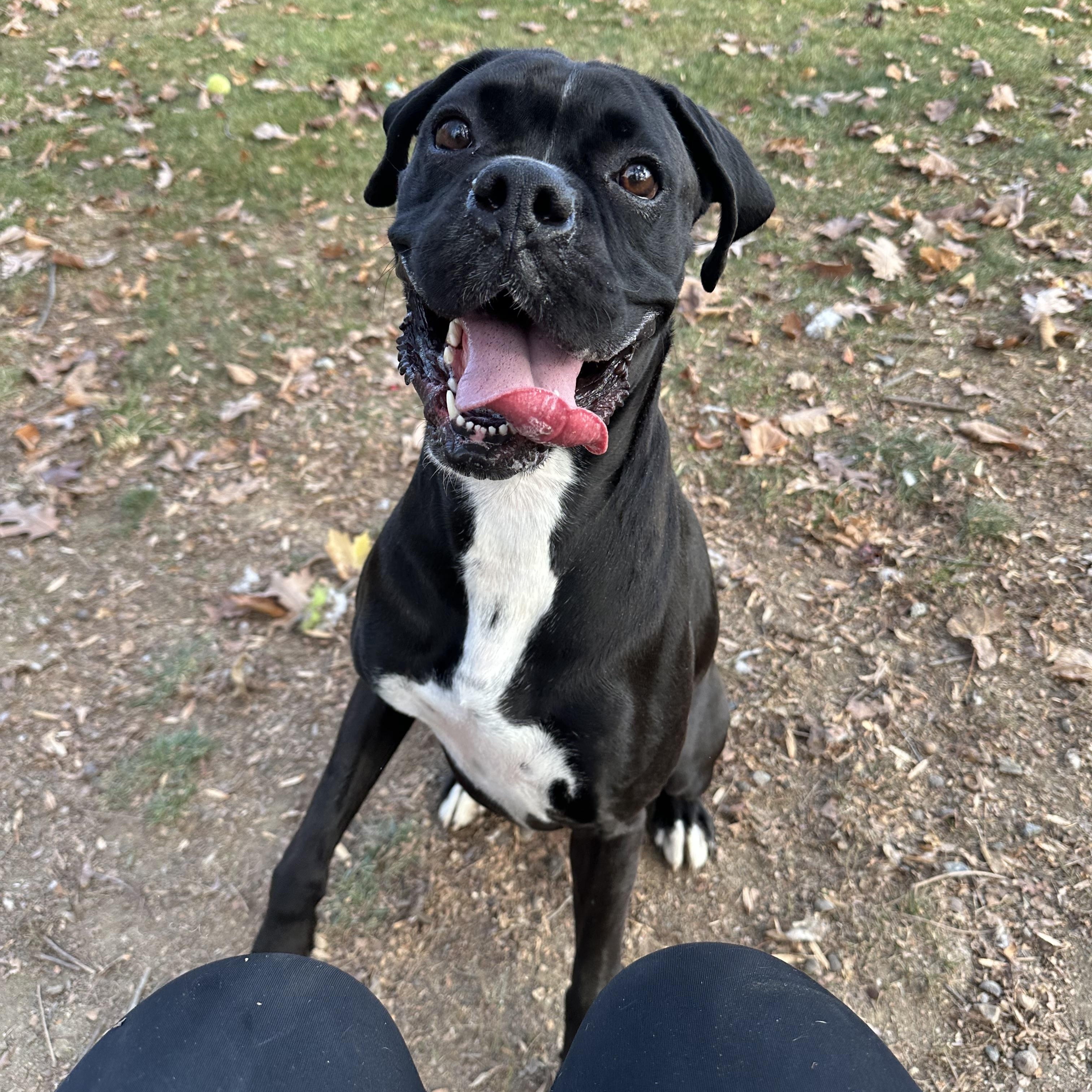Goofy, a Adoptable Boxer image 3/6