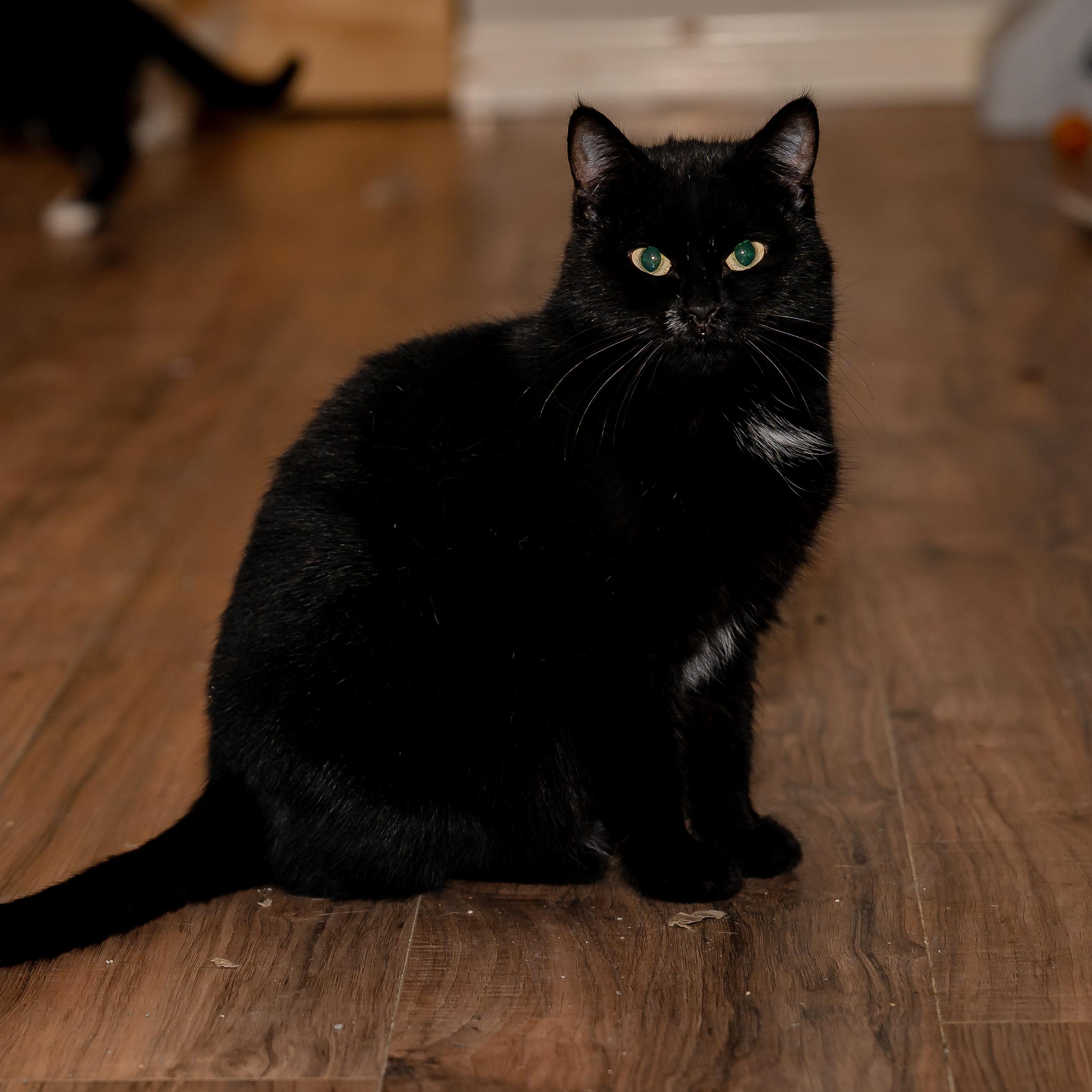 Sabi, Adopted, Adult Female British Shorthair.