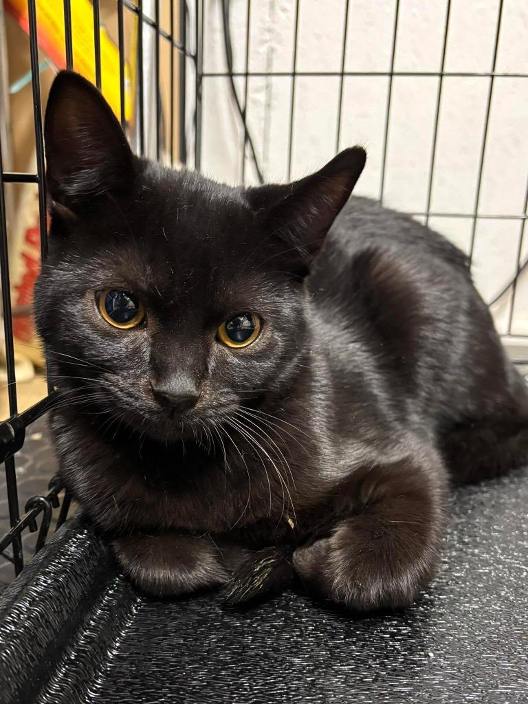 Ralph, Adoptable, Kitten Male Domestic Short Hair.