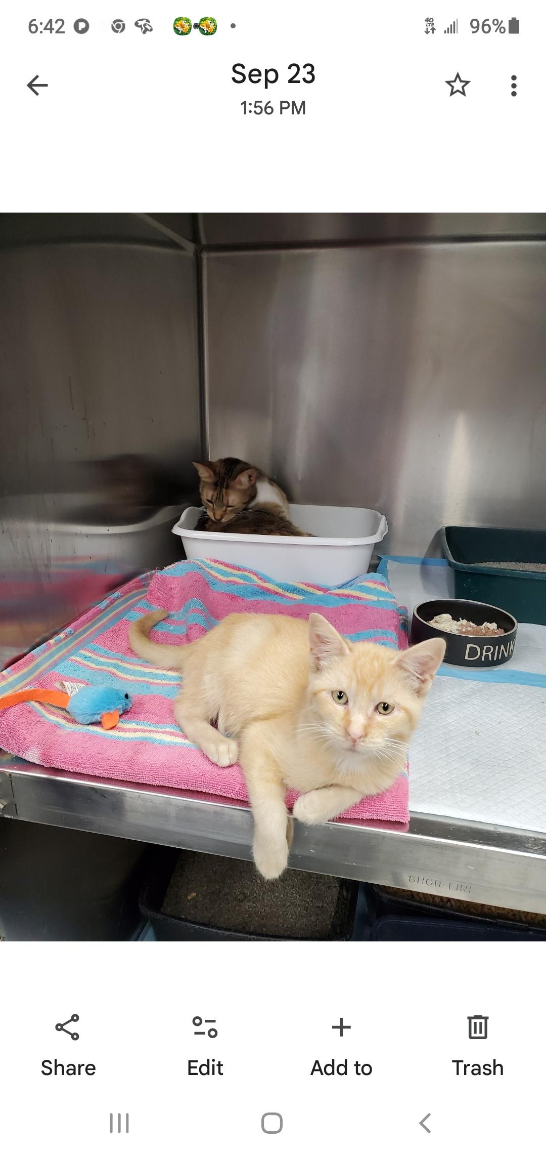 Sparky, Adoptable, Young Male Domestic Short Hair.