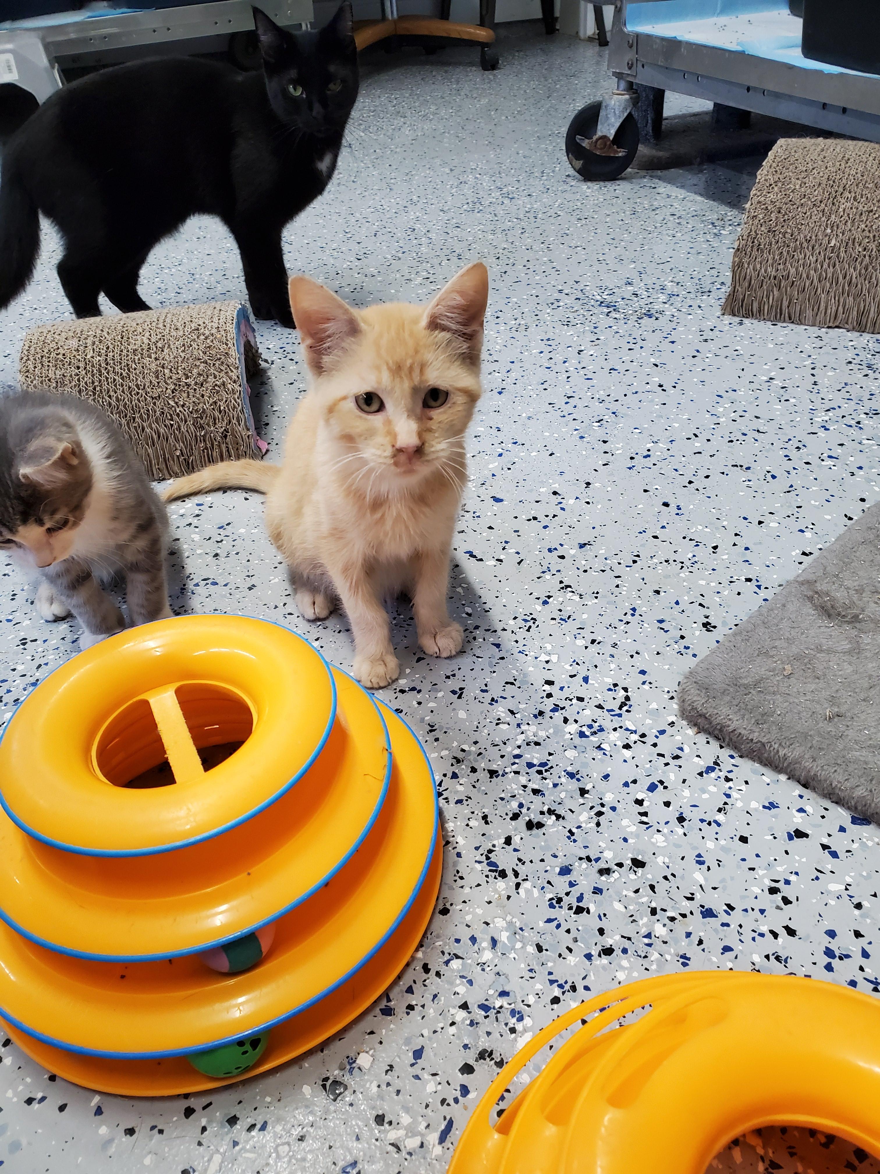 Enlarge Sparky, a Adoptable mixed breed in Brighton, MI image 2/6