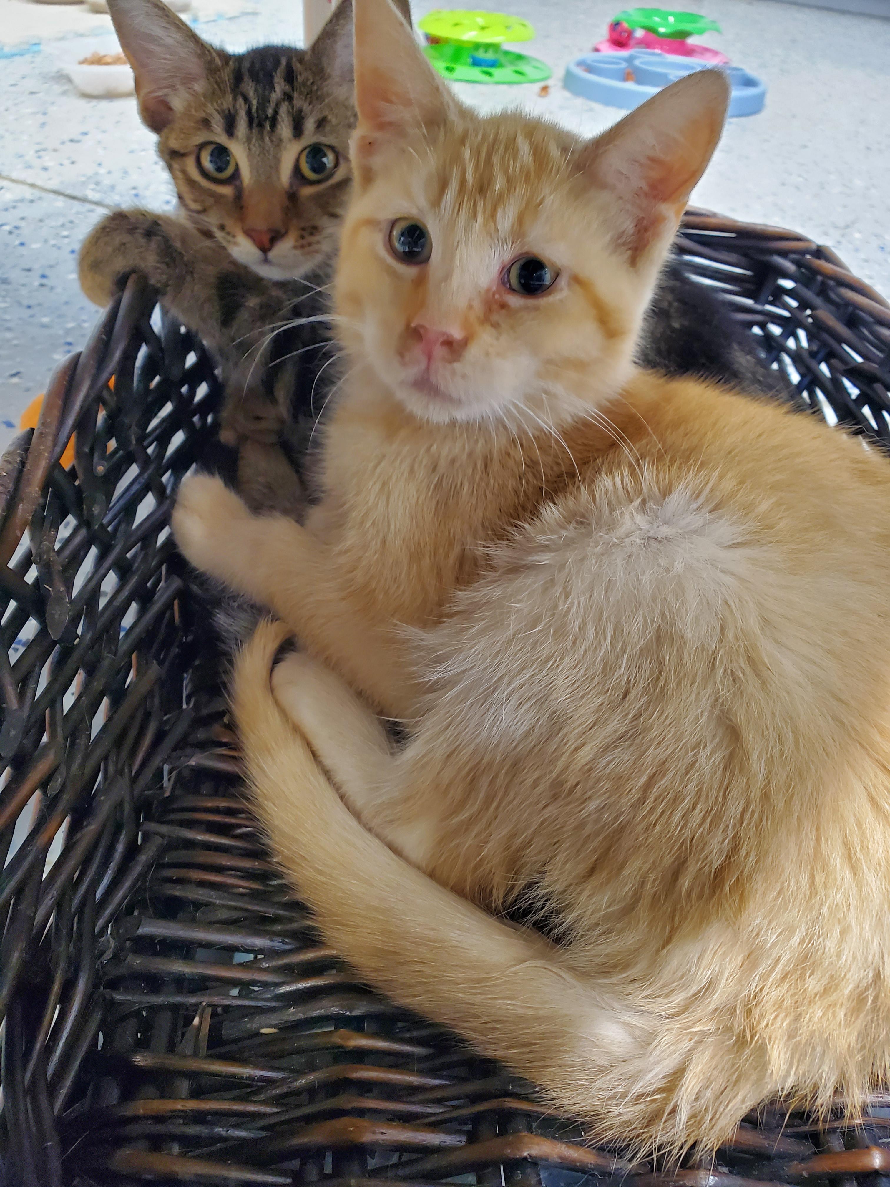 Enlarge Sparky, a Adoptable mixed breed in Brighton, MI image 5/6