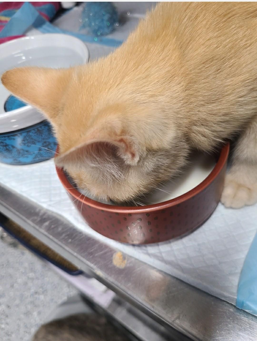 Enlarge Sparky, a Adoptable mixed breed in Brighton, MI image 6/6