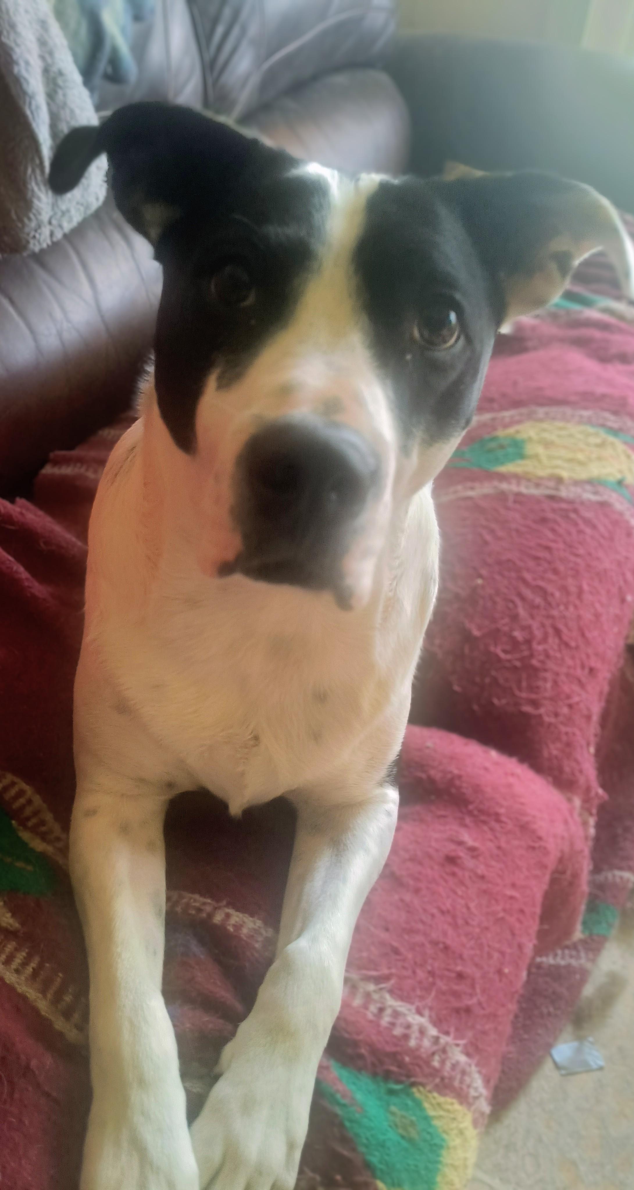 Enlarge Louie, a Adoptable mixed breed in Chesapeake, VA image 3/3