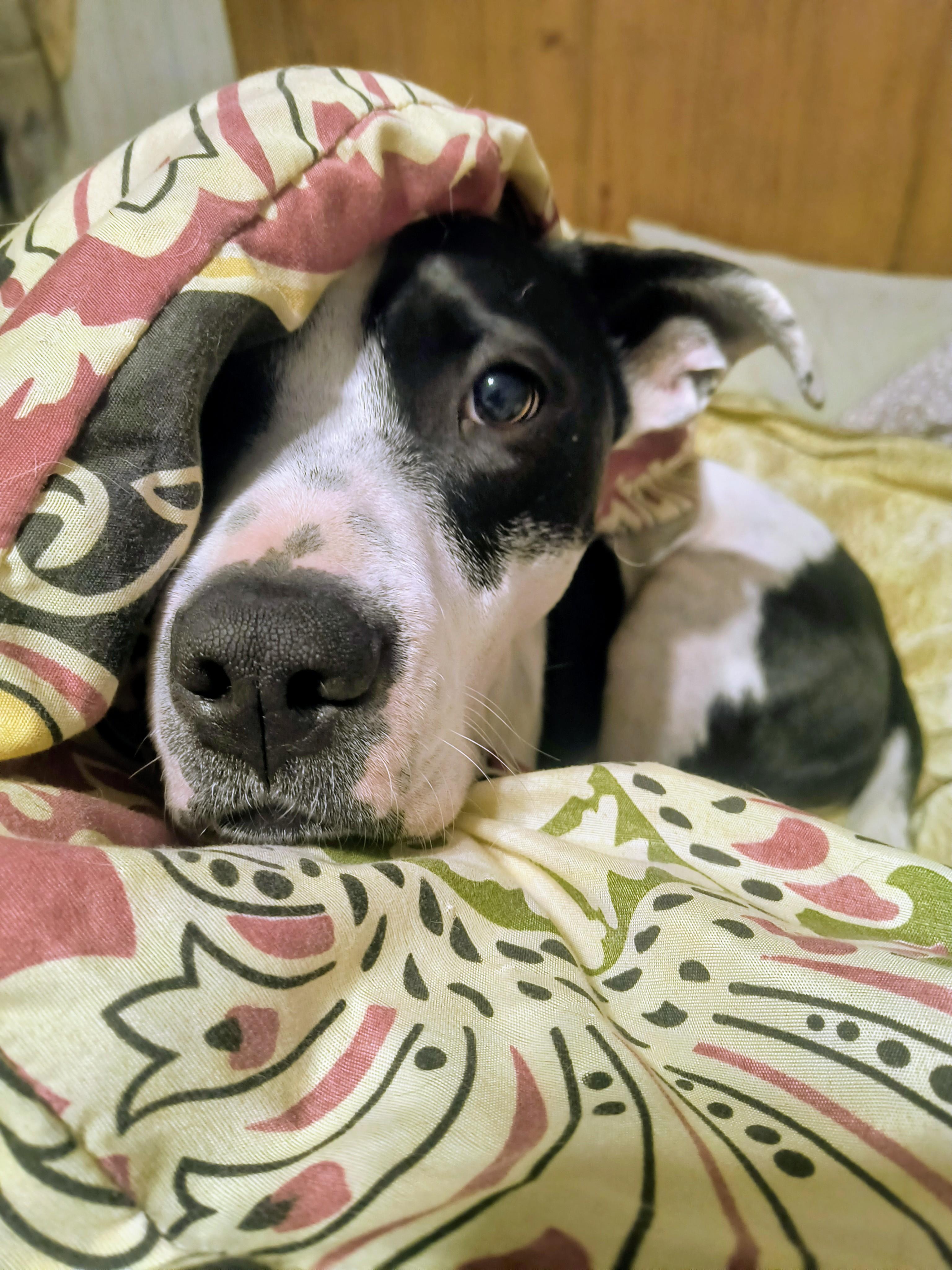 Enlarge Louie, a Adoptable mixed breed in Chesapeake, VA image 1/3