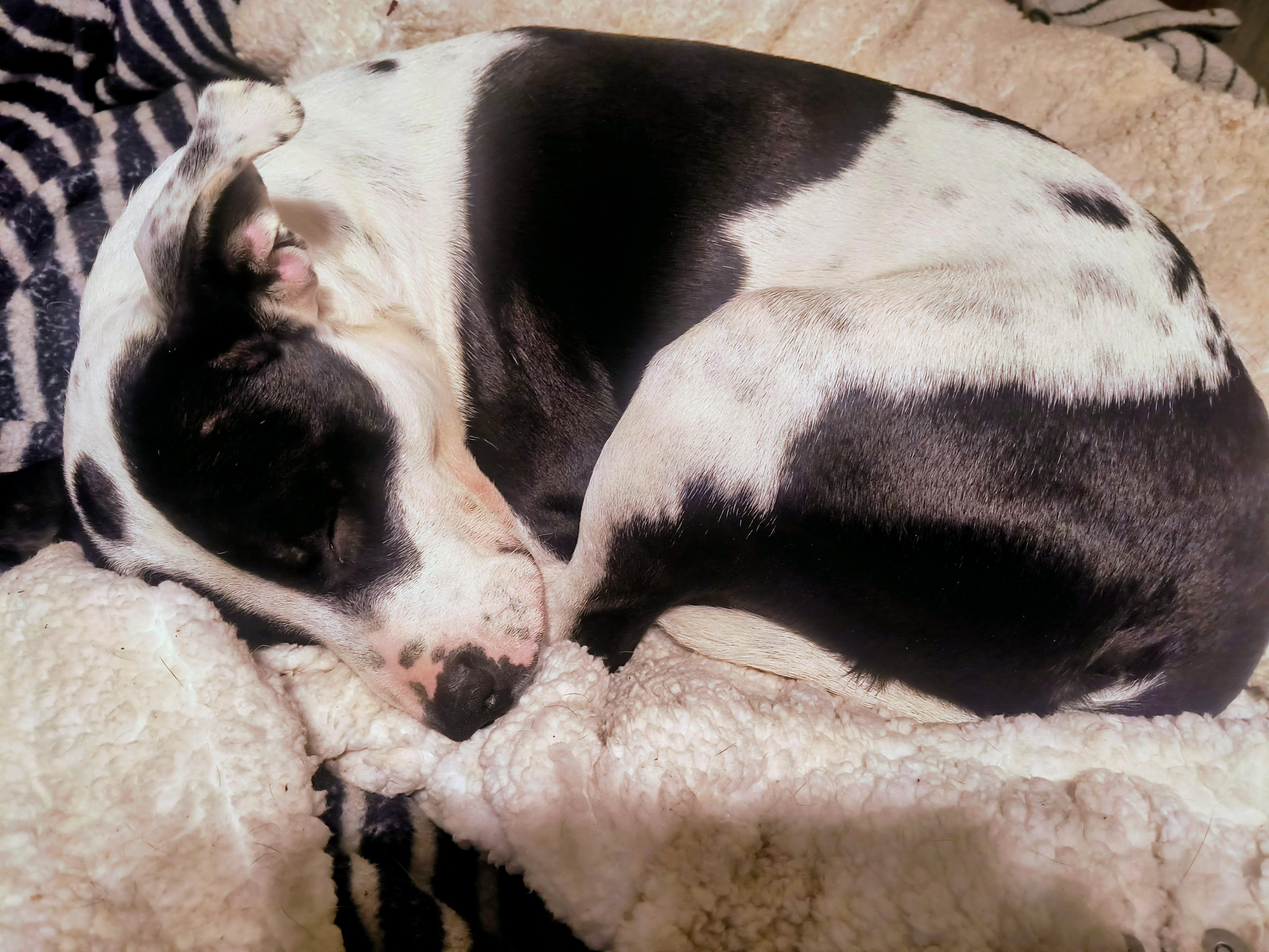 Enlarge Louie, a Adoptable mixed breed in Chesapeake, VA image 2/3
