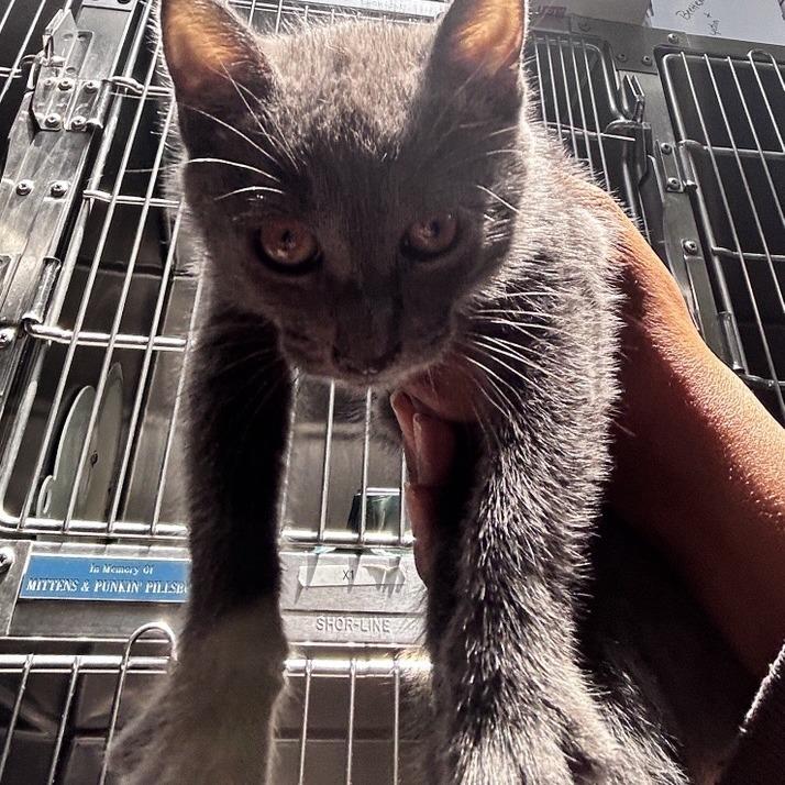 Joel Grey, Adoptable, Kitten Male Domestic Short Hair.