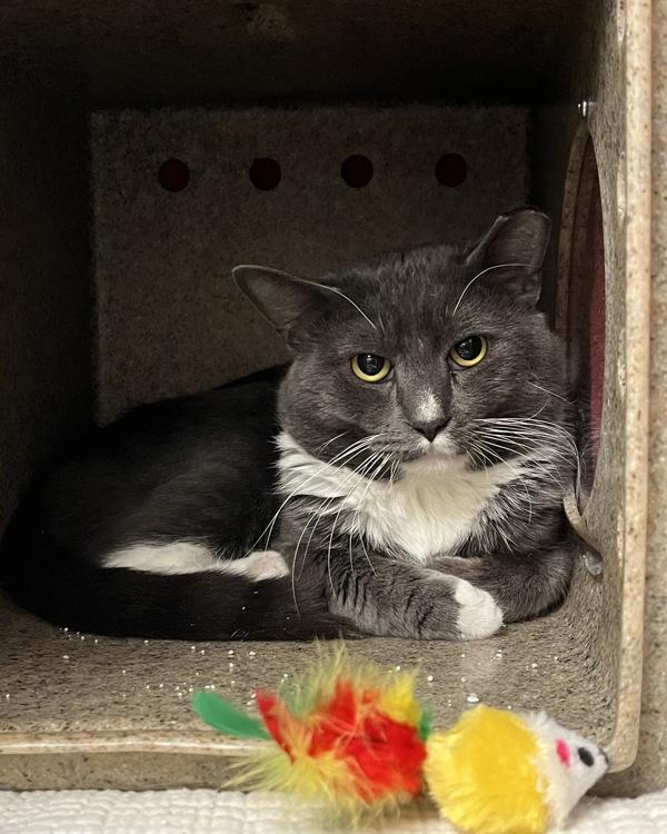 Enlarge Gonna Need Some Time, a Adoptable mixed breed in Richmond, VA image 1/1