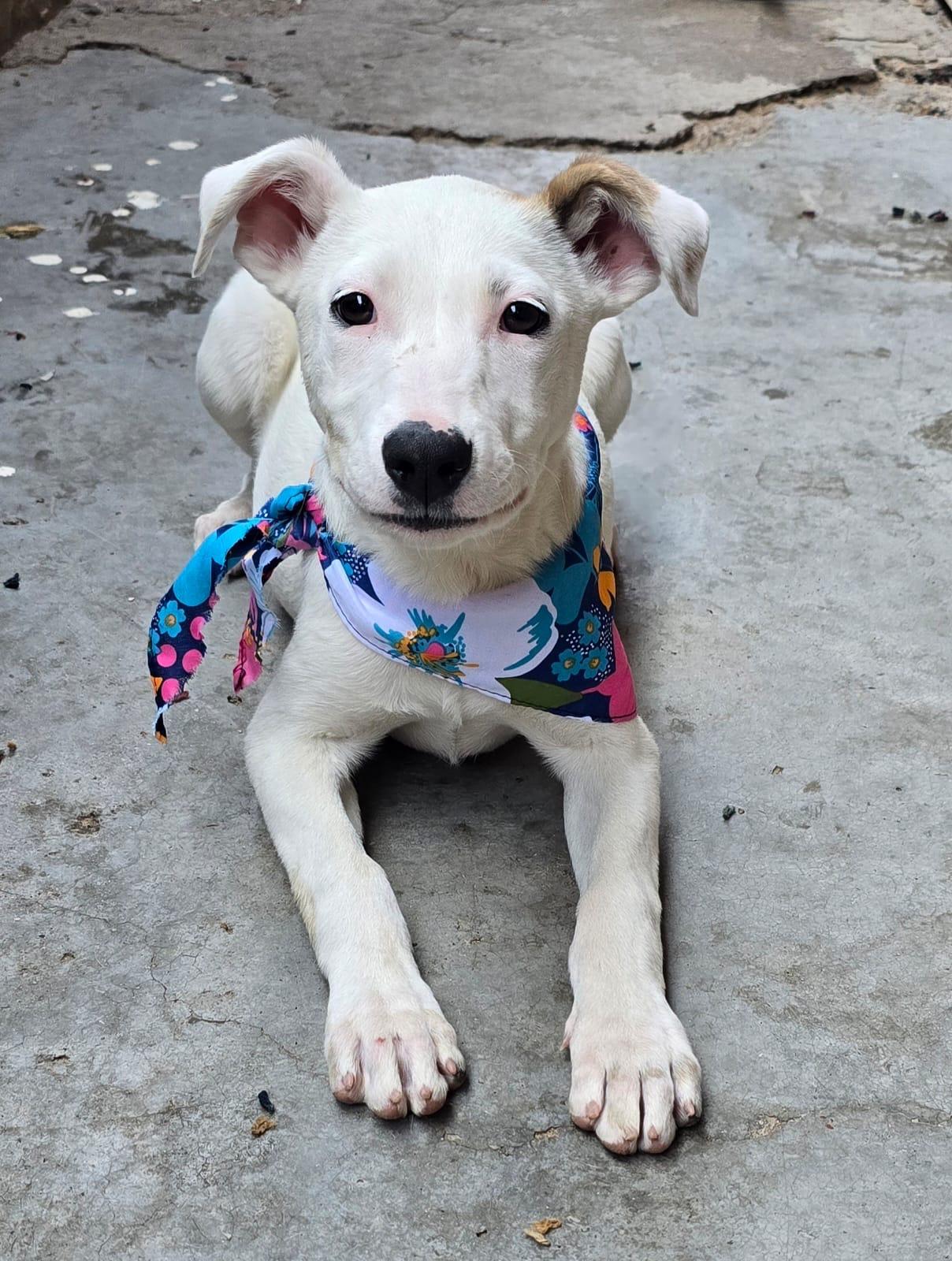 MILKY, Young Female unknown